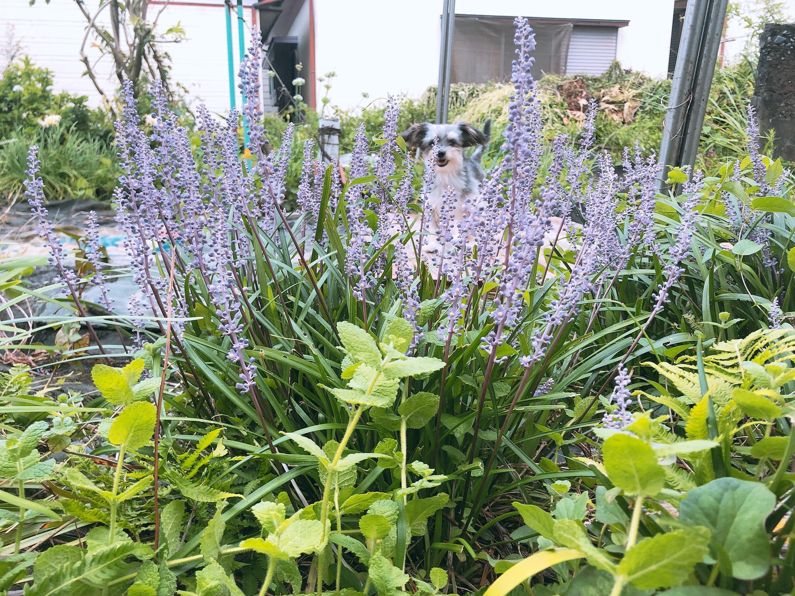 わんにゃんサイトの犬の写真