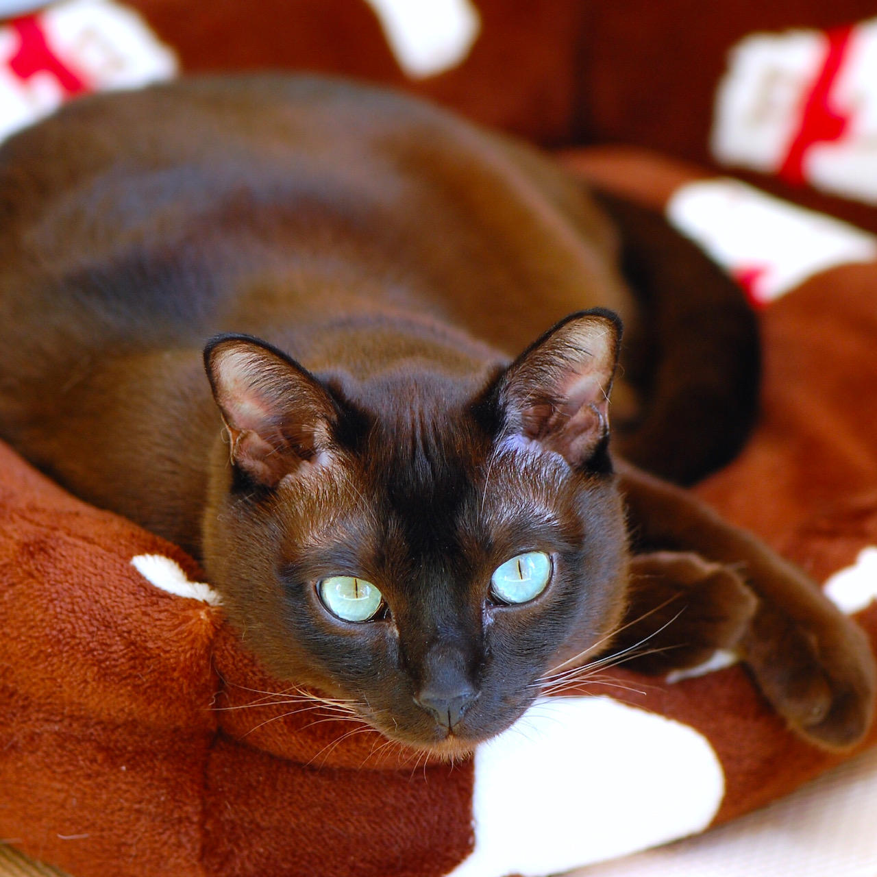 わんにゃんサイトの猫の写真