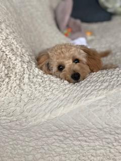 わんにゃんサイトの犬の写真