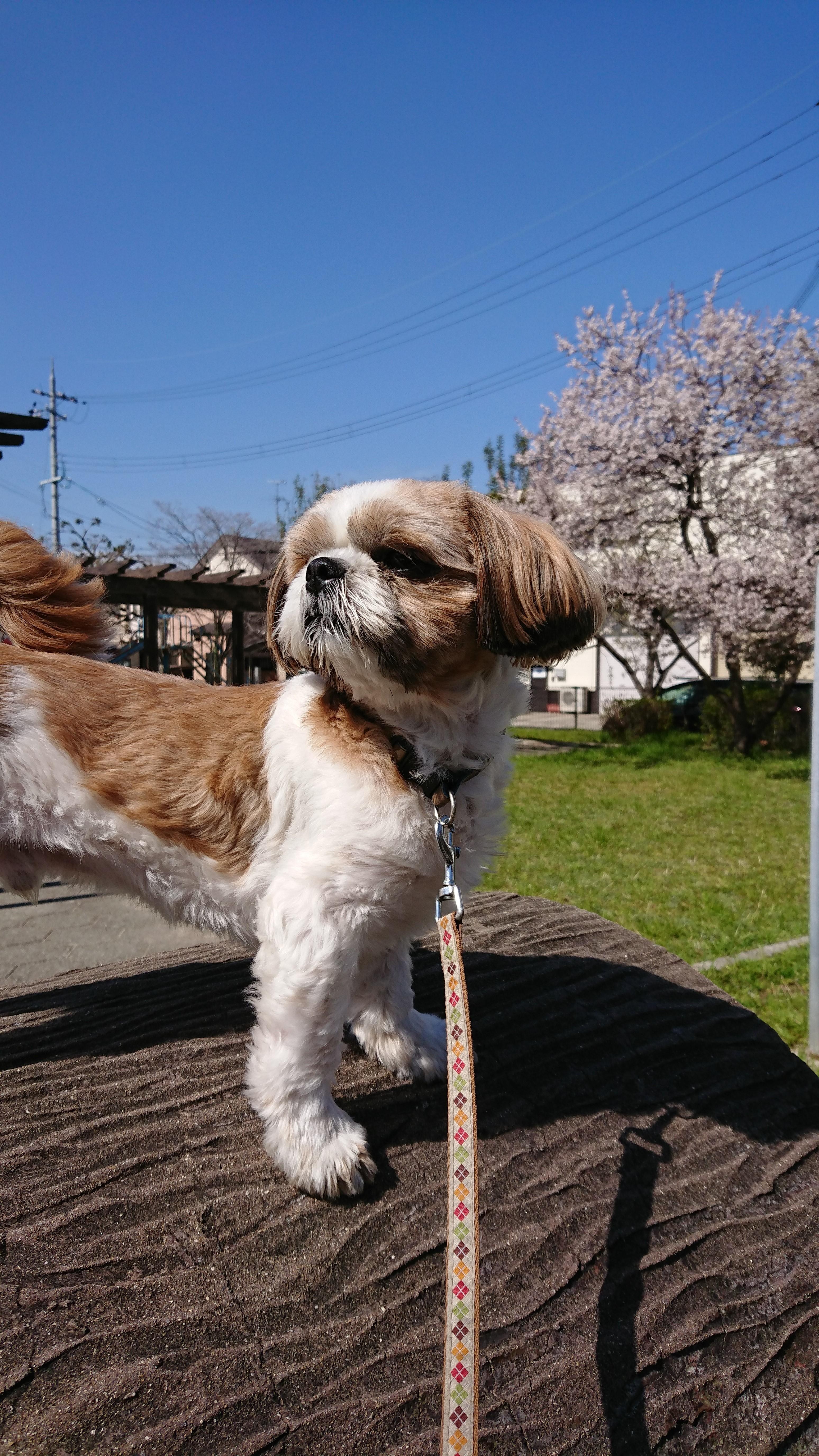 わんにゃんサイトの犬の写真