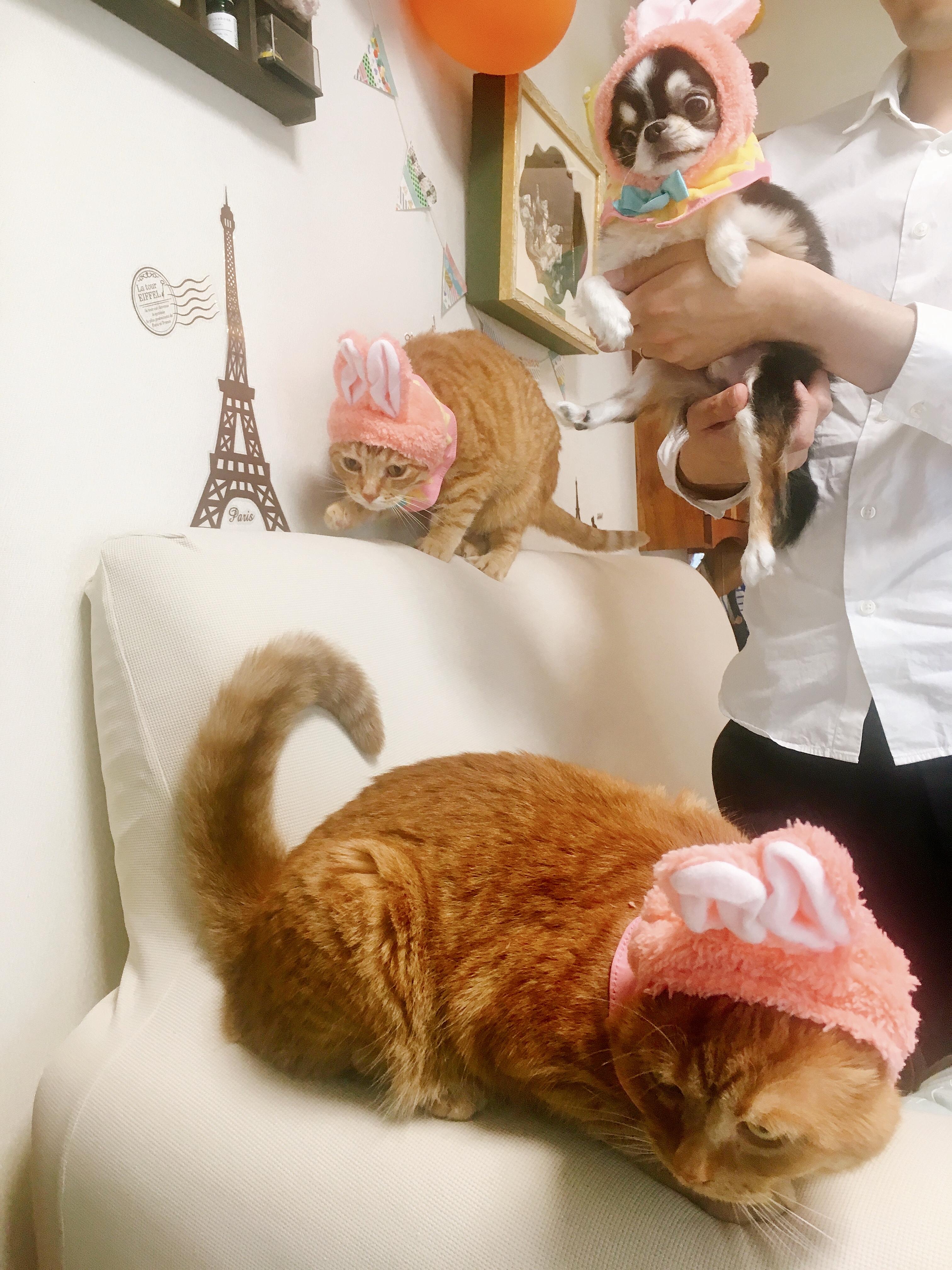 わんにゃんサイトの犬の写真