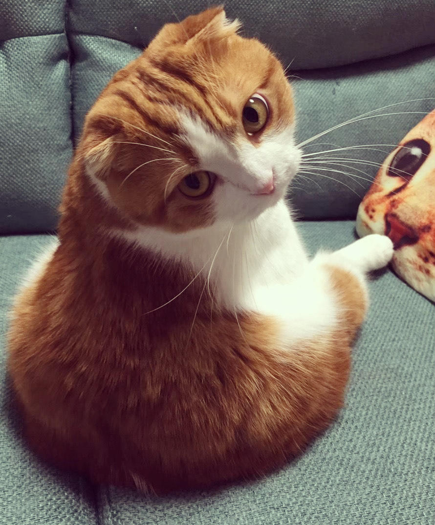 わんにゃんサイトの猫の写真