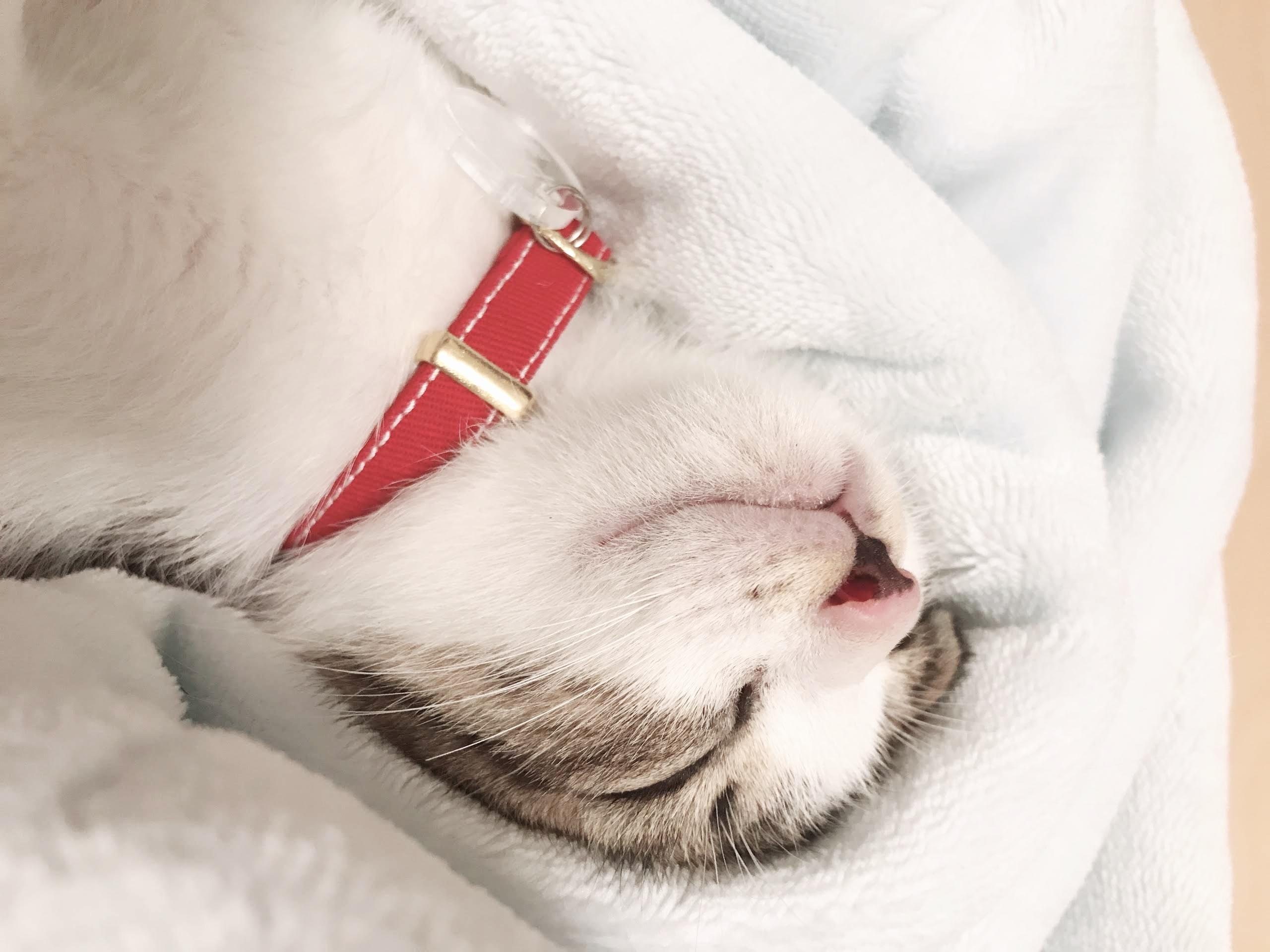 わんにゃんサイトの猫の写真