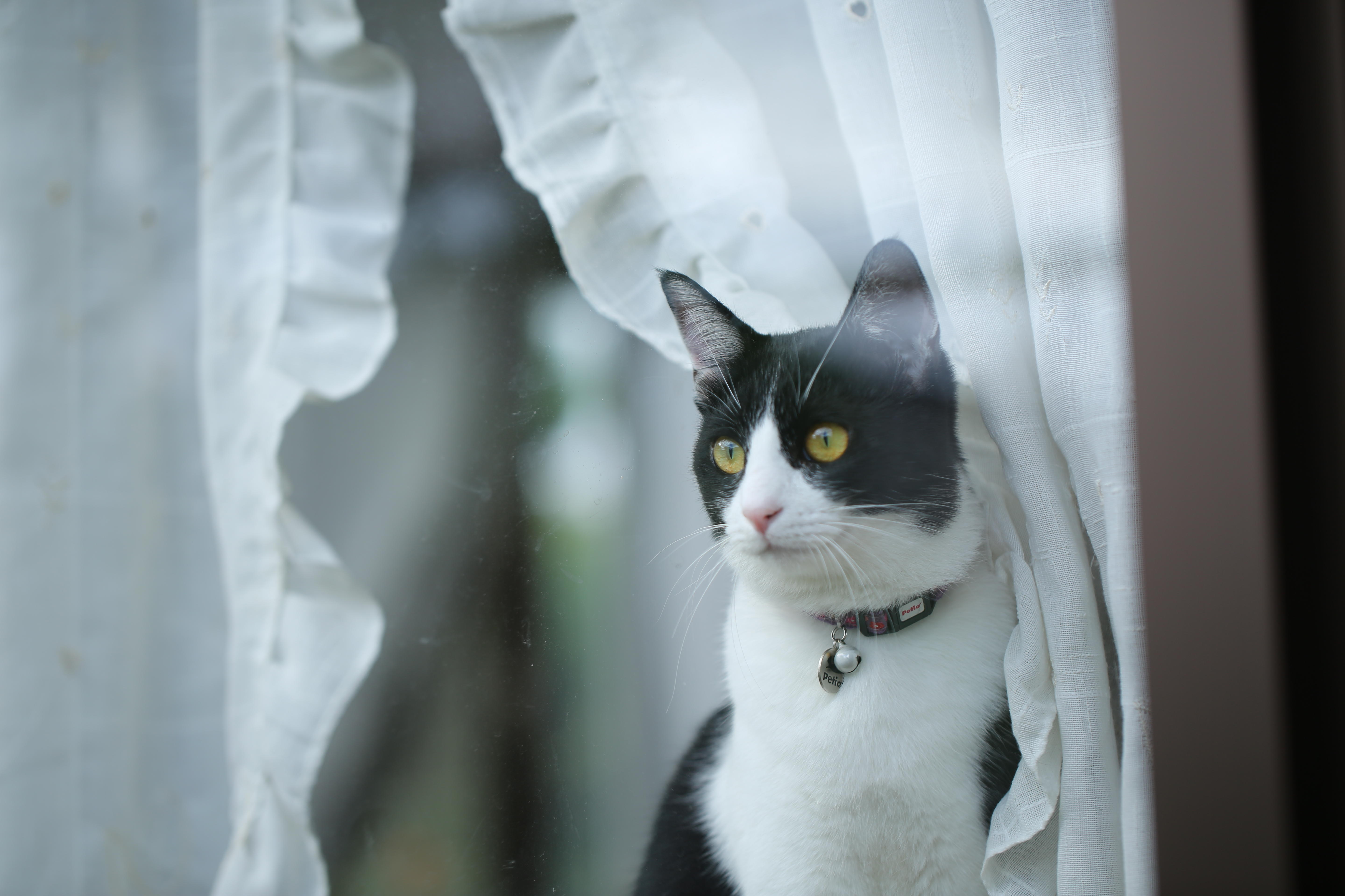 わんにゃんサイトの猫の写真