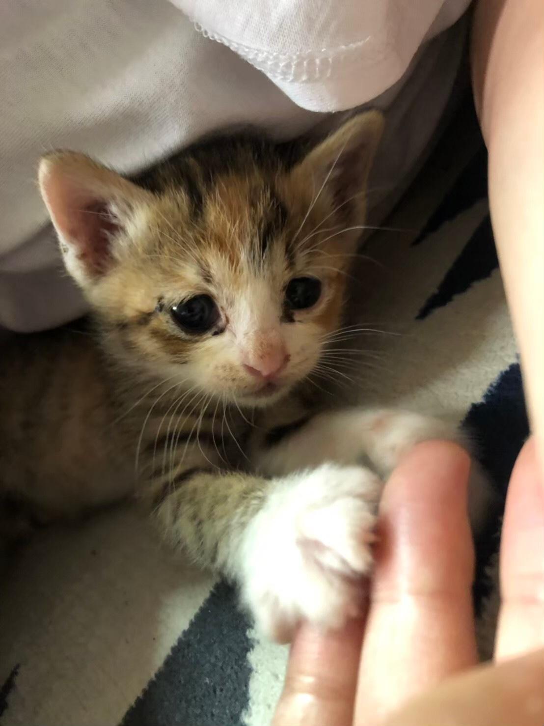 わんにゃんサイトの猫の写真