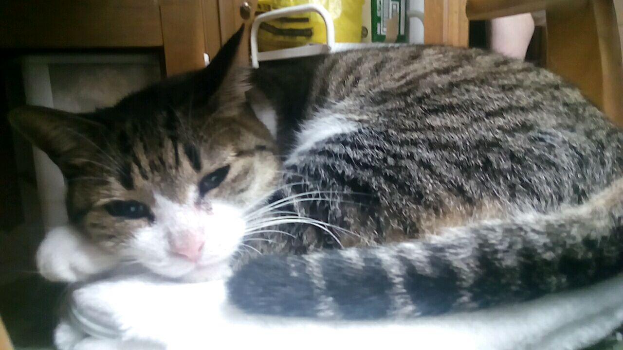 わんにゃんサイトの猫の写真