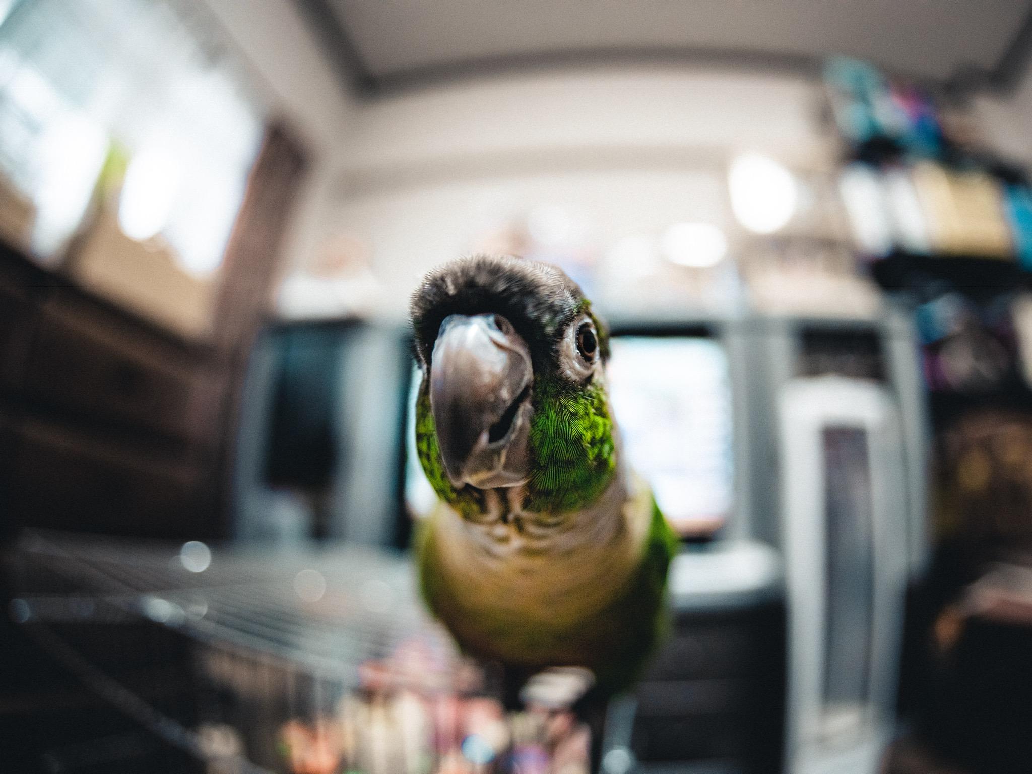 わんにゃんサイトのその他の写真