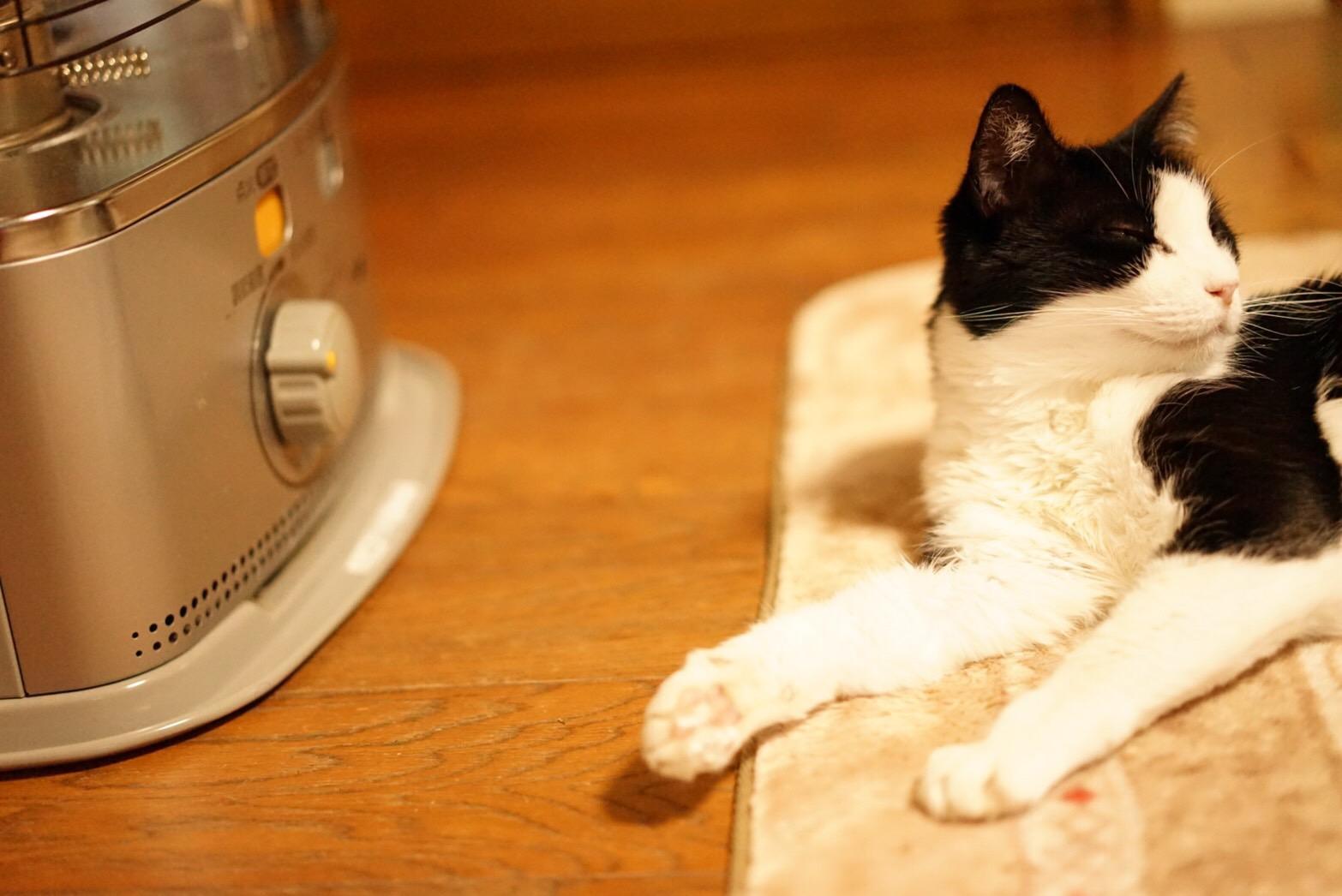 わんにゃんサイトの猫の写真