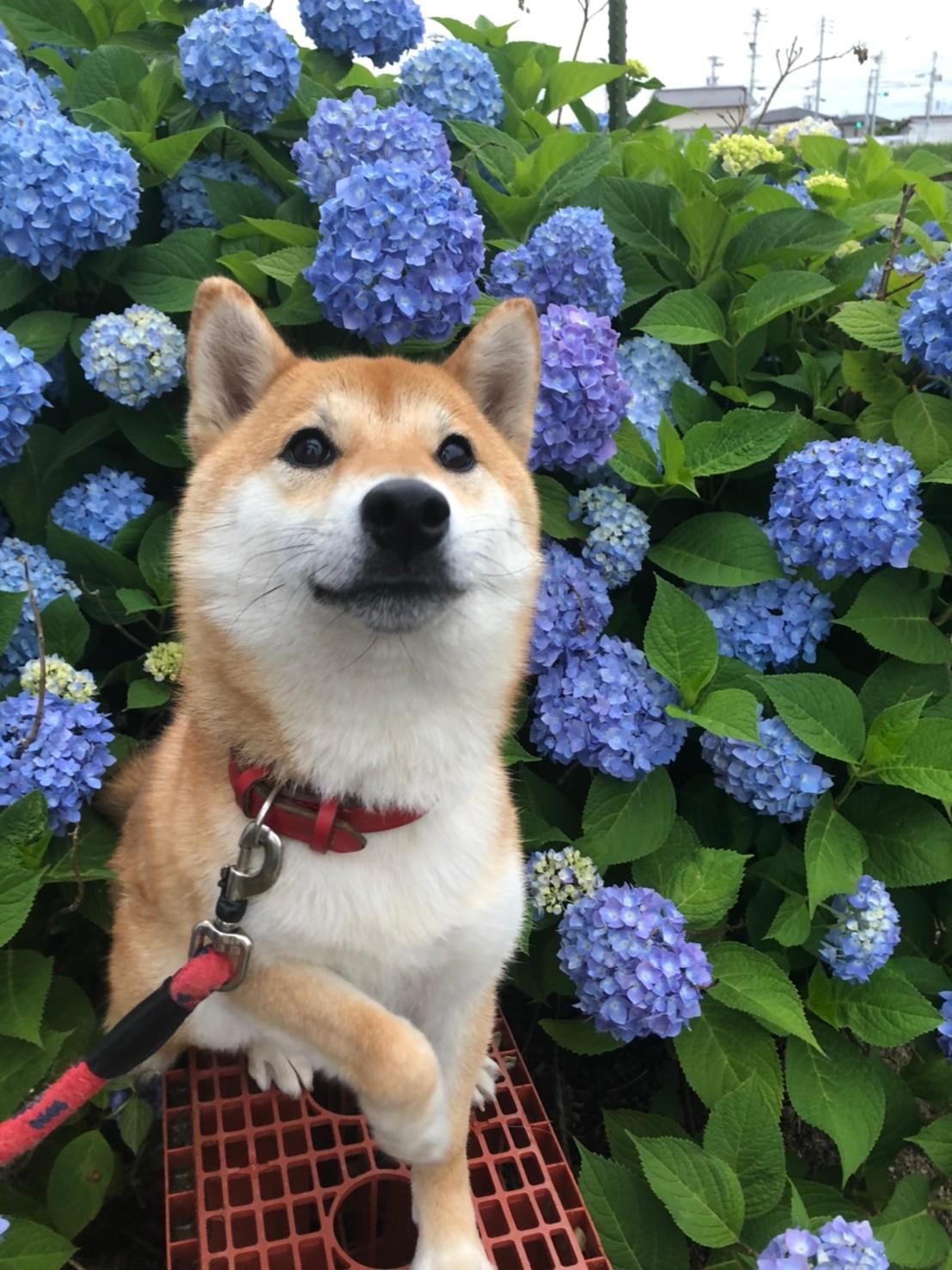 わんにゃんサイトの犬の写真