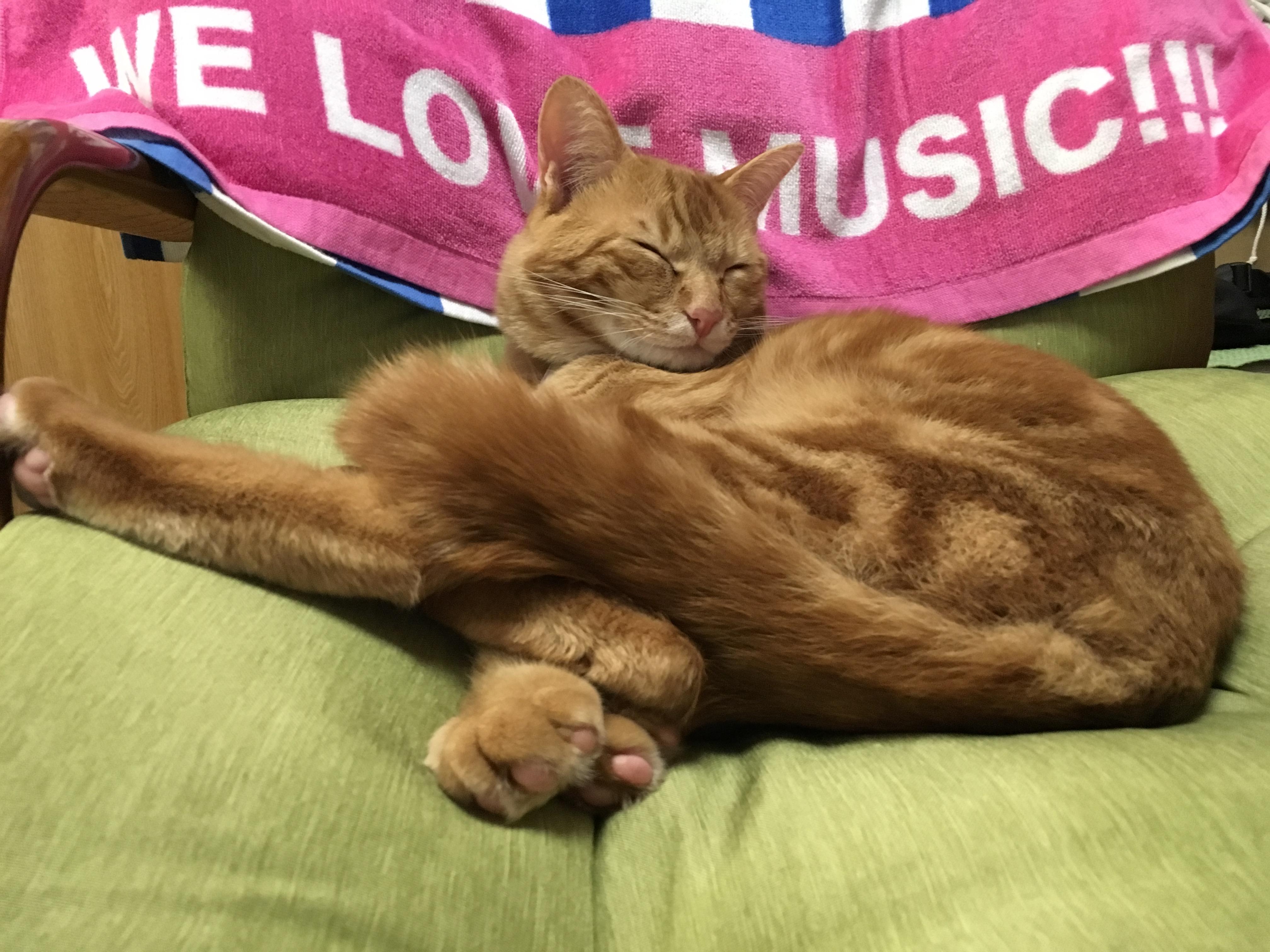 わんにゃんサイトの猫の写真