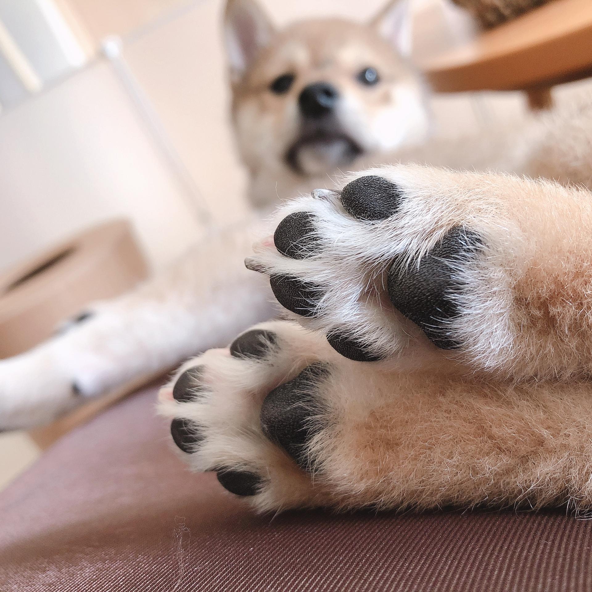 わんにゃんサイトの犬の写真