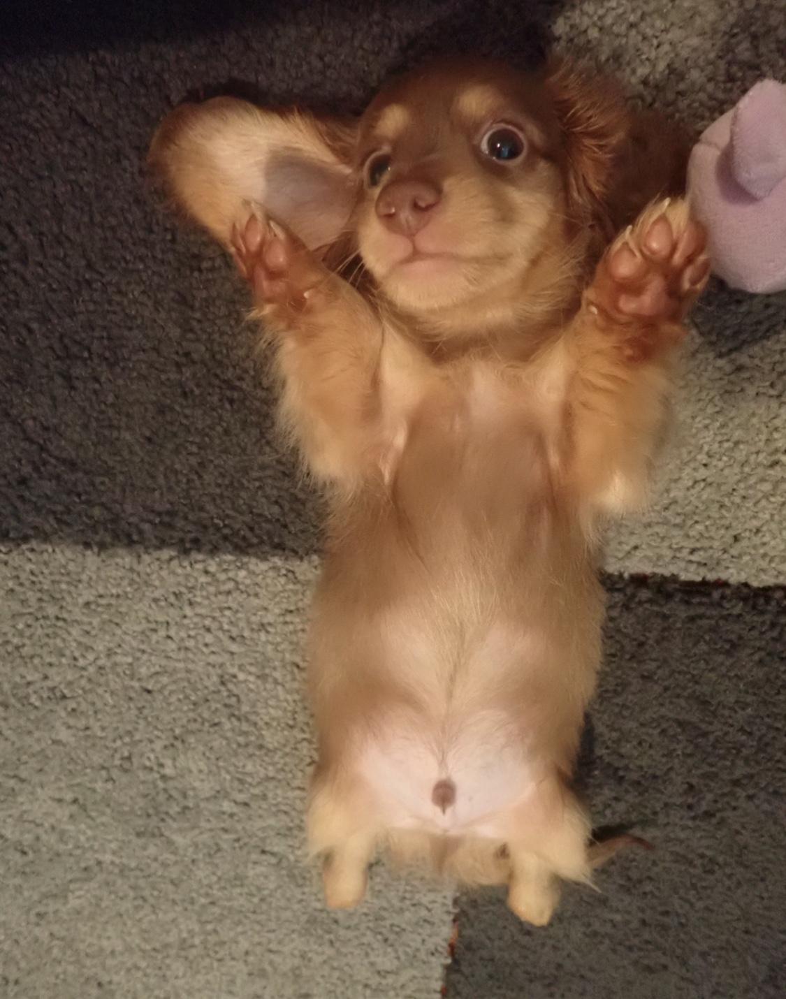 わんにゃんサイトの犬の写真