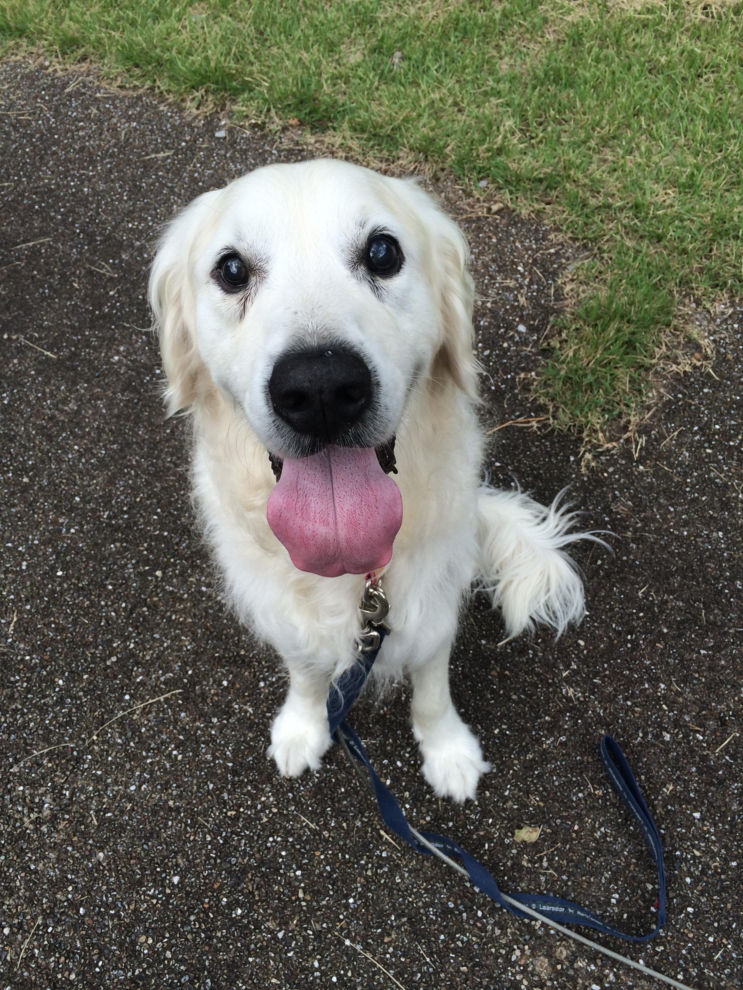 わんにゃんサイトの犬の写真