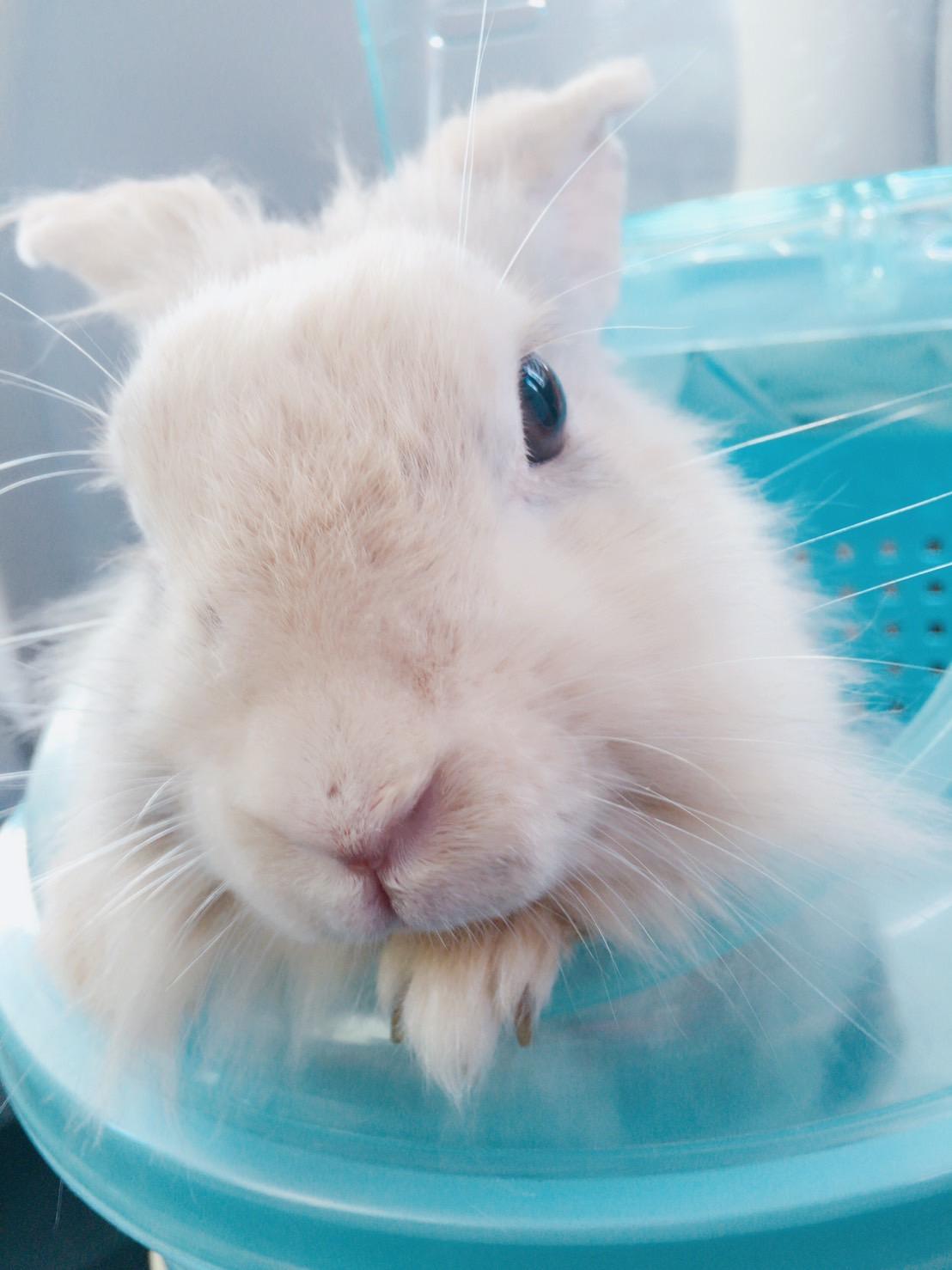 わんにゃんサイトのその他の写真