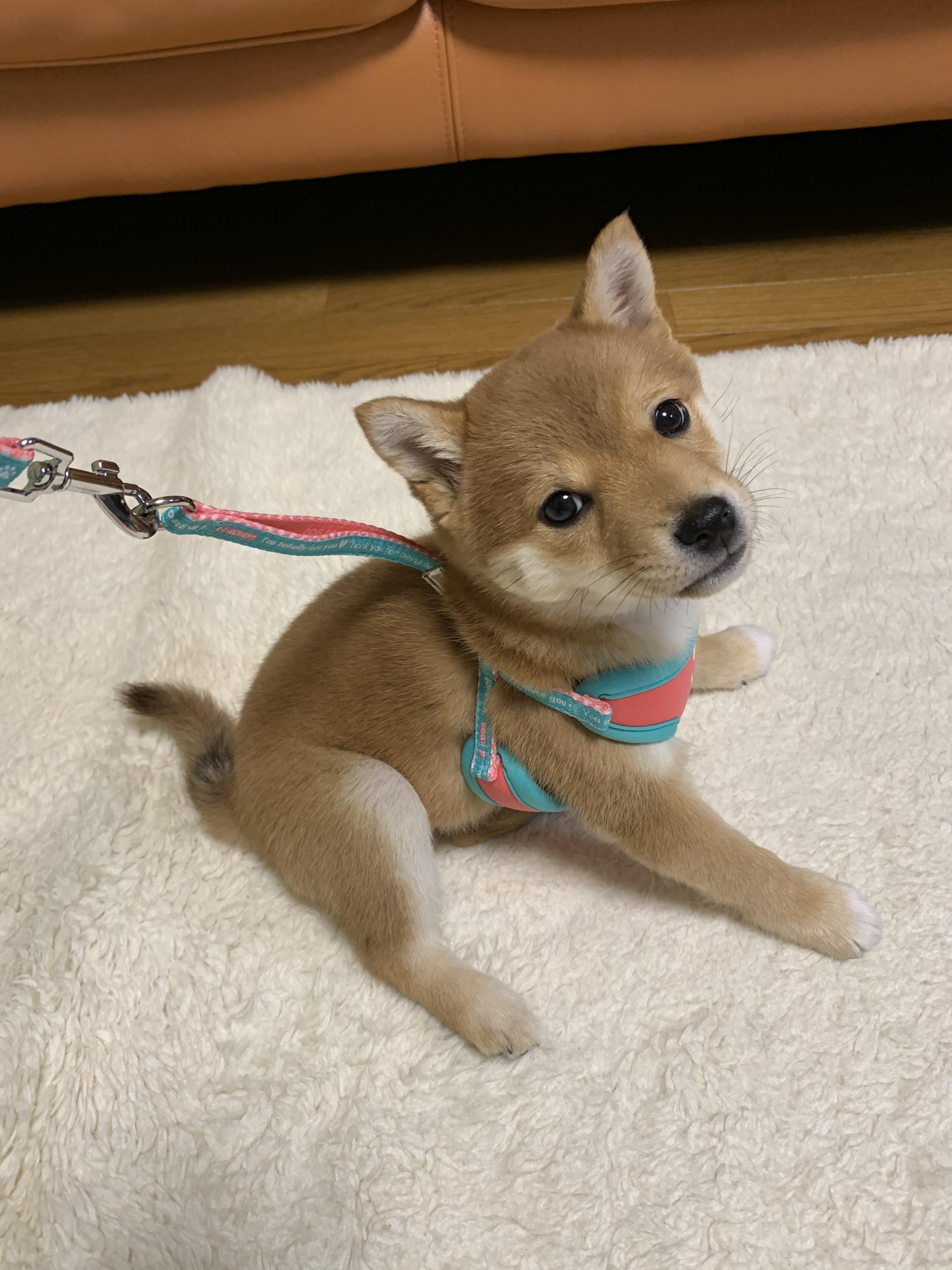 わんにゃんサイトの犬の写真