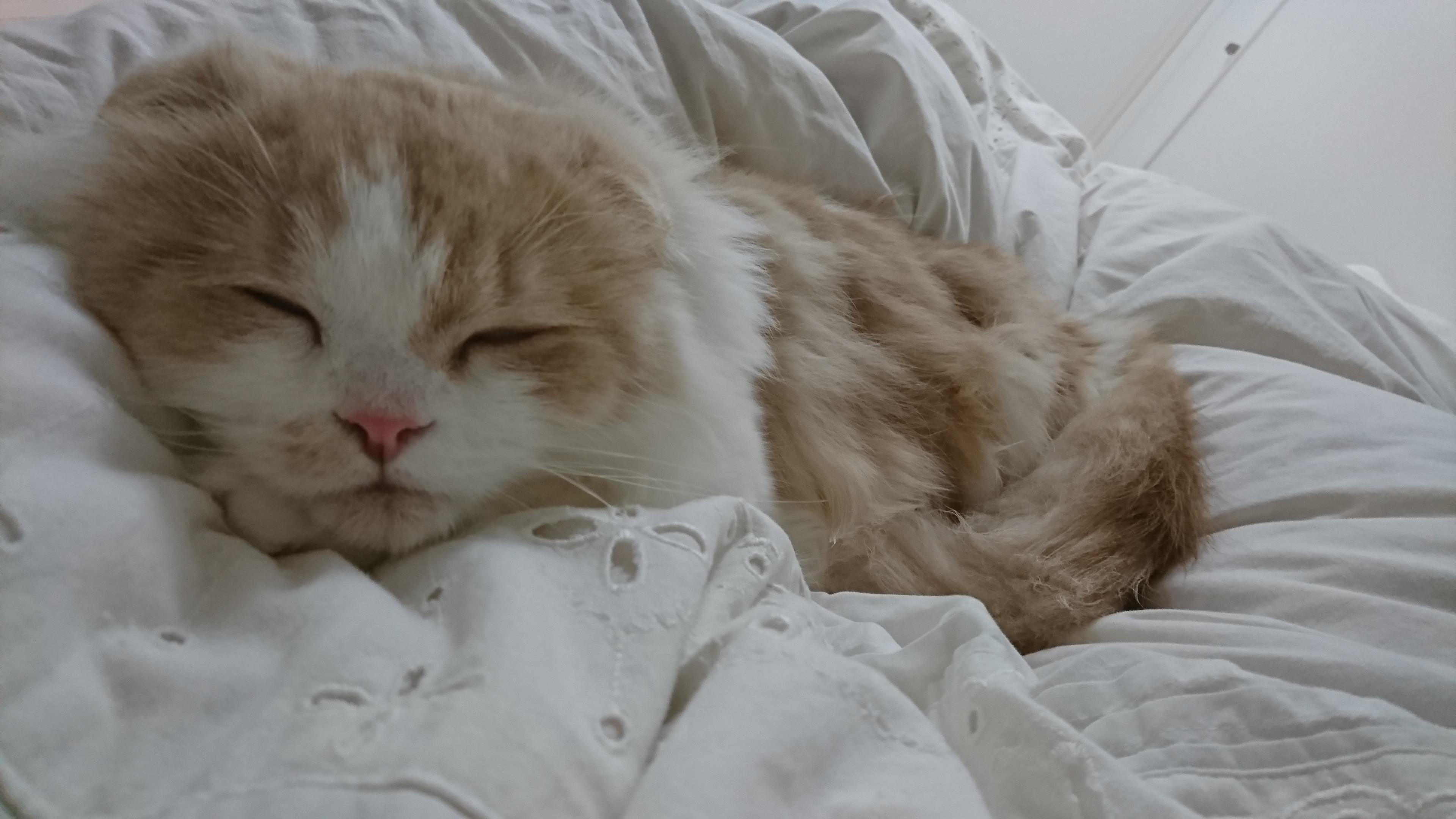 わんにゃんサイトの猫の写真