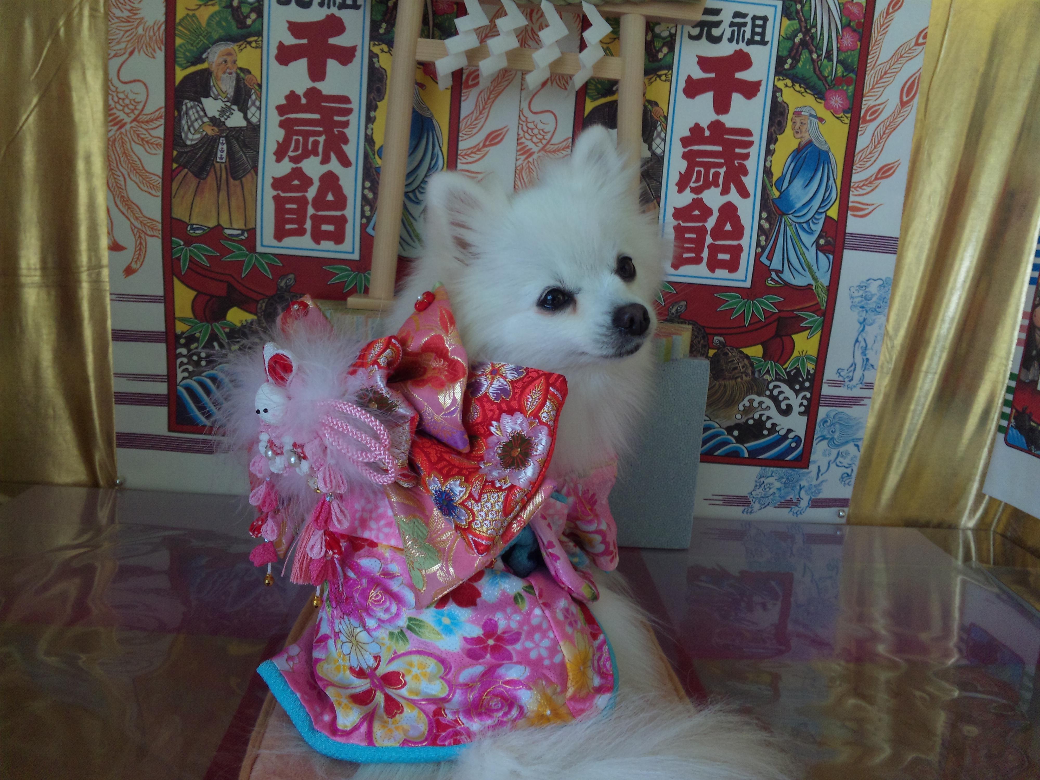 わんにゃんサイトの犬の写真