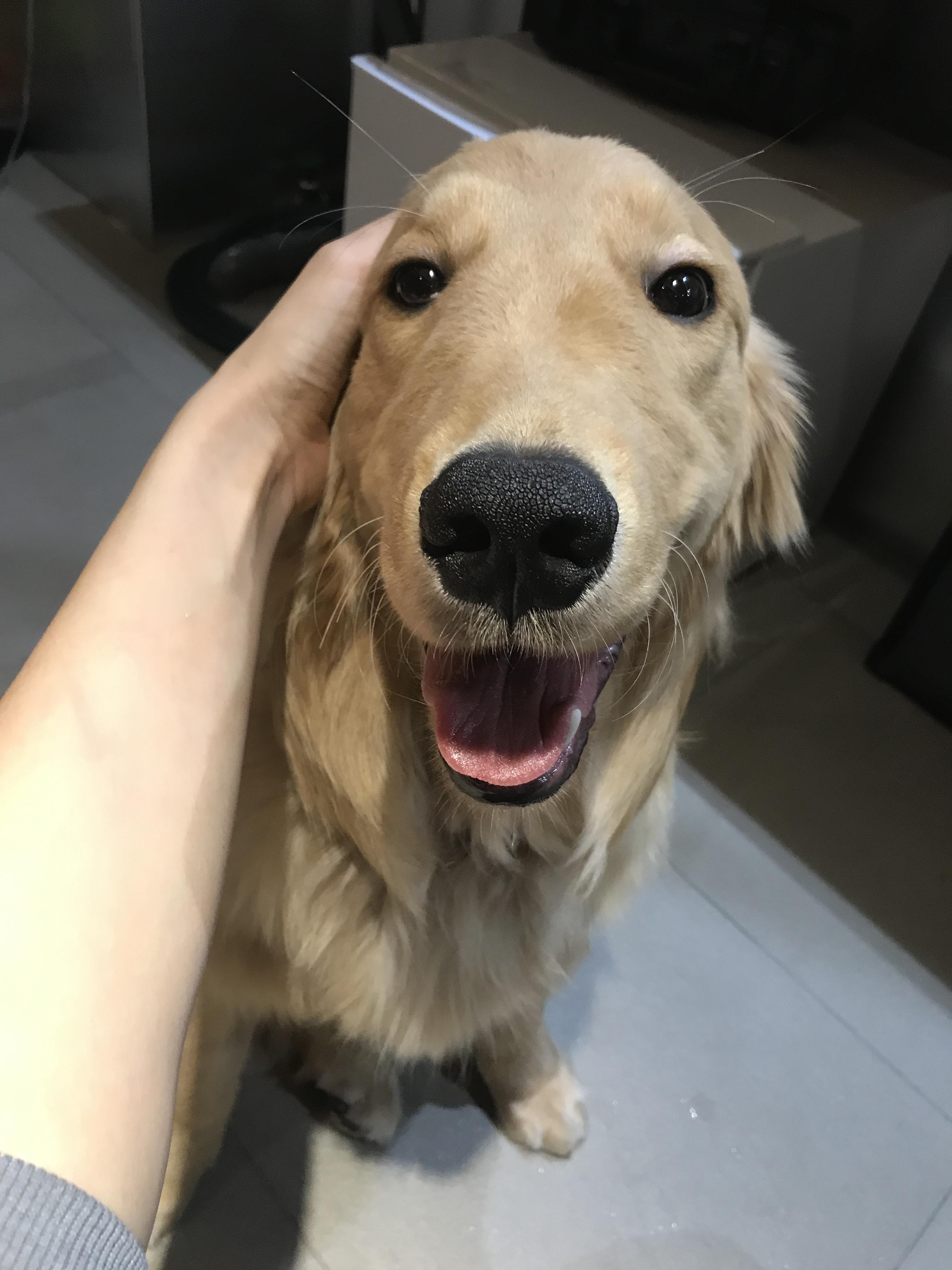 わんにゃんサイトの犬の写真