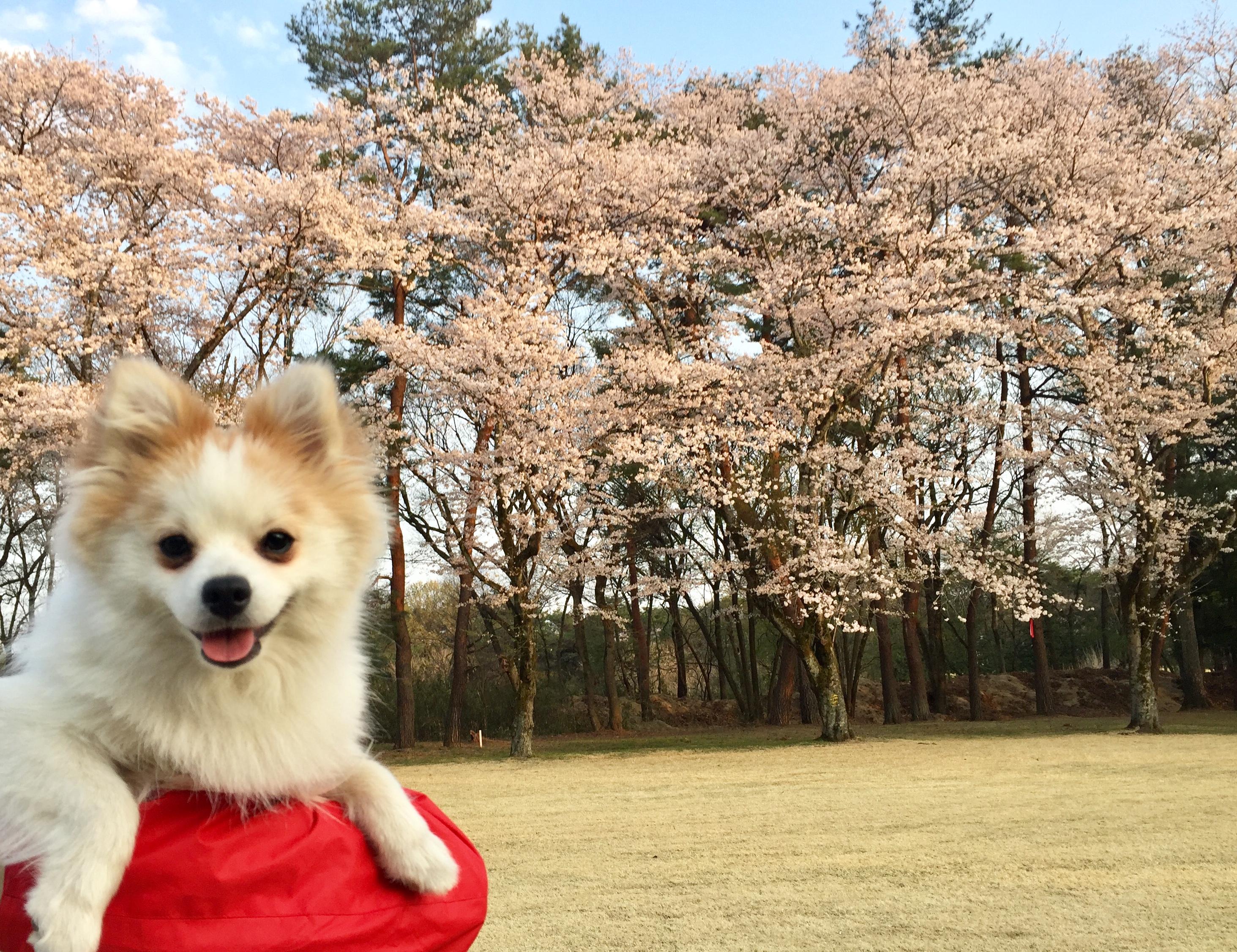 わんにゃんサイトの犬の写真