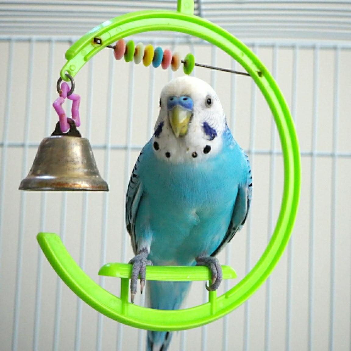 わんにゃんサイトのその他の写真