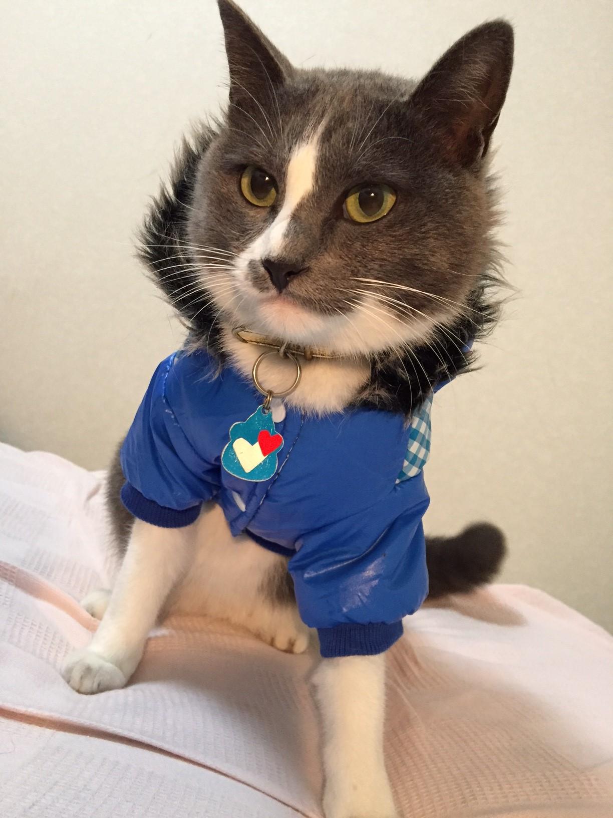 わんにゃんサイトの猫の写真