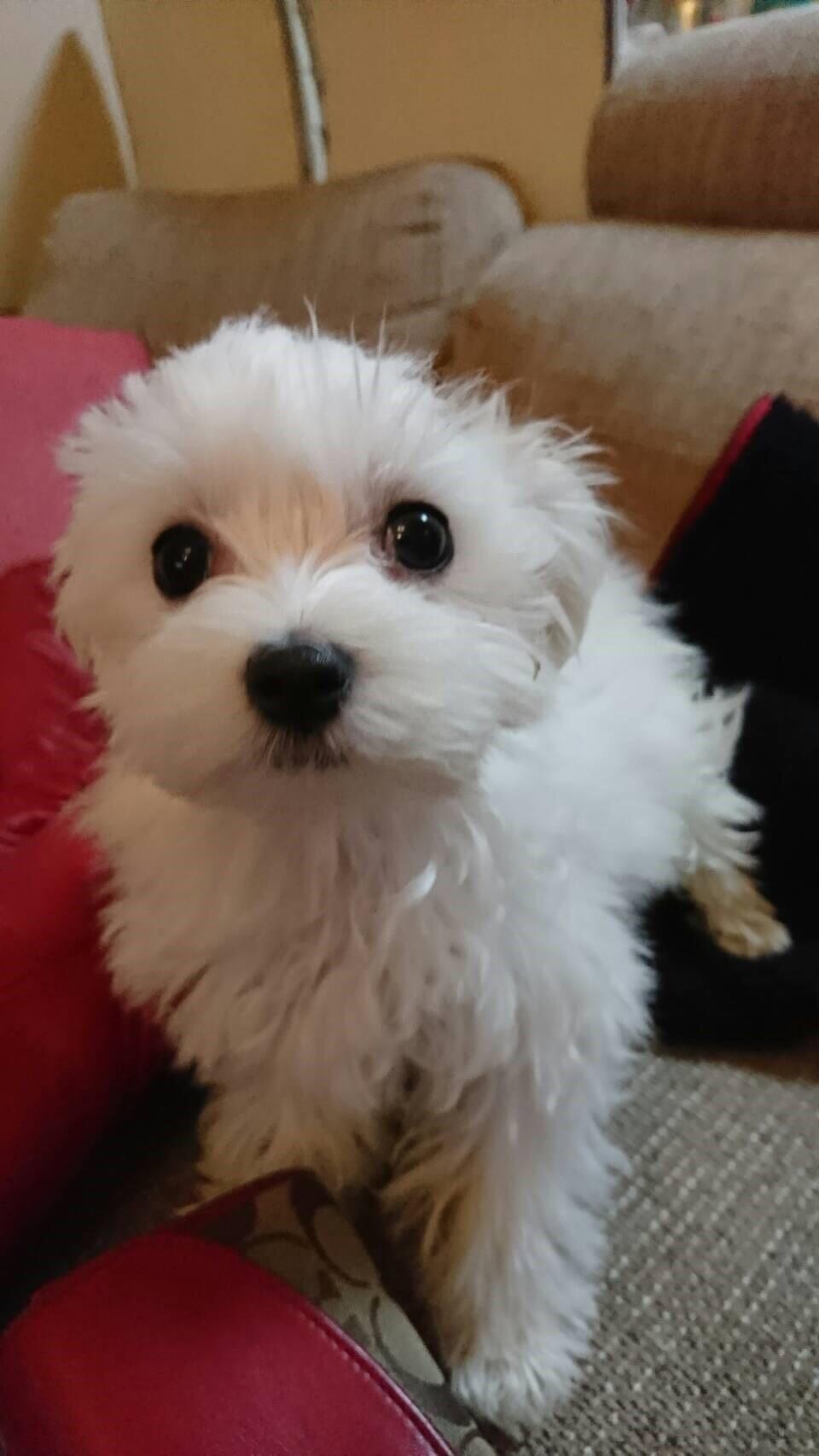 わんにゃんサイトの犬の写真