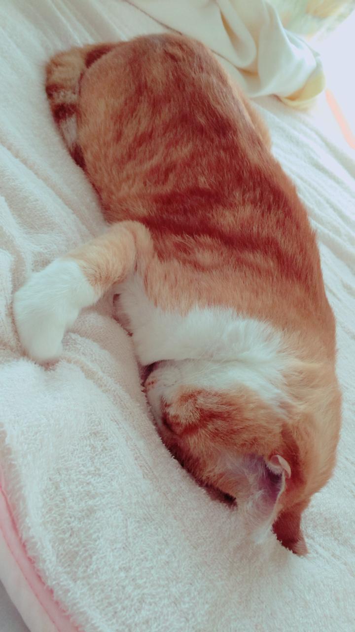 わんにゃんサイトの猫の写真