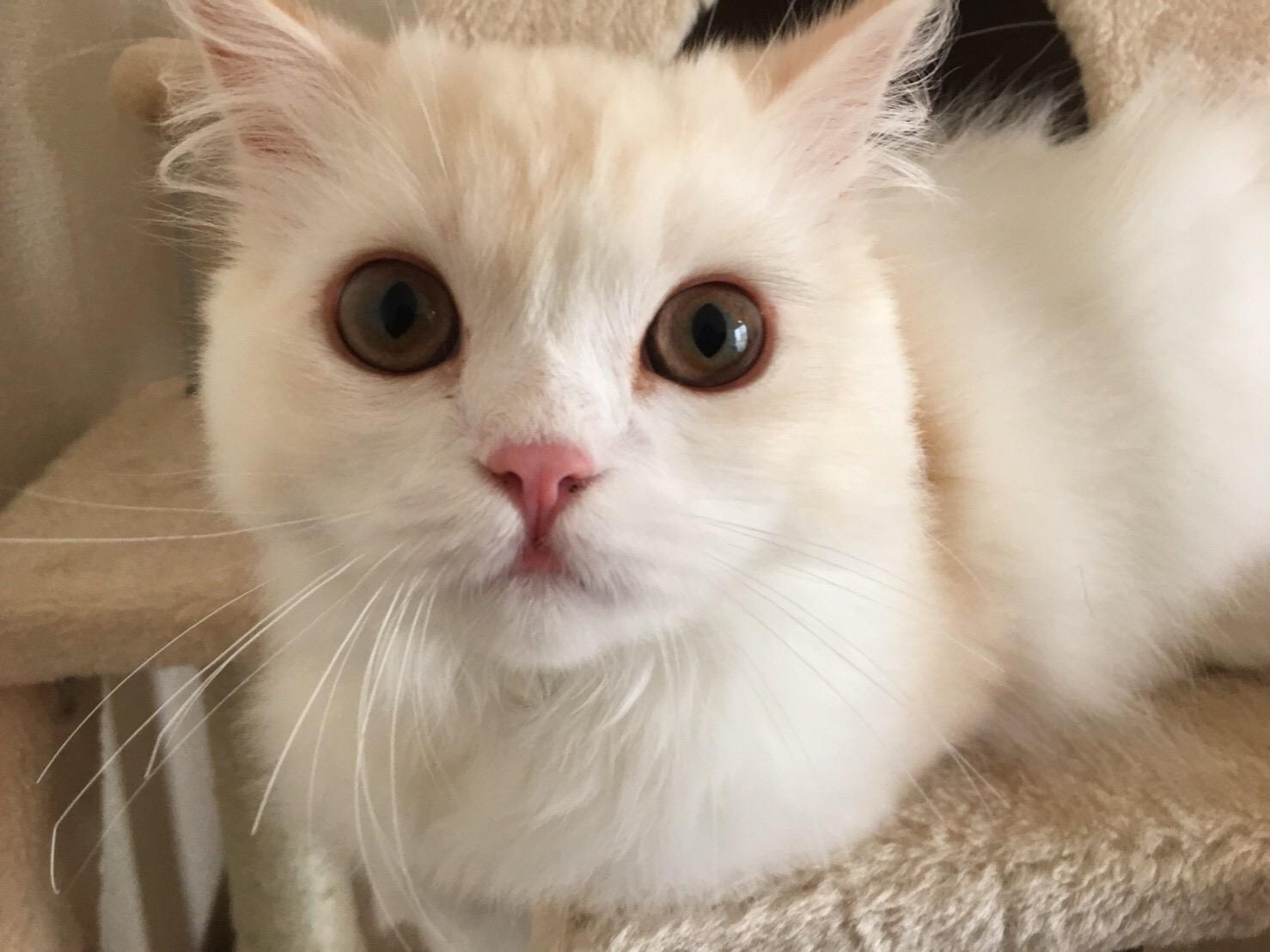 わんにゃんサイトの猫の写真