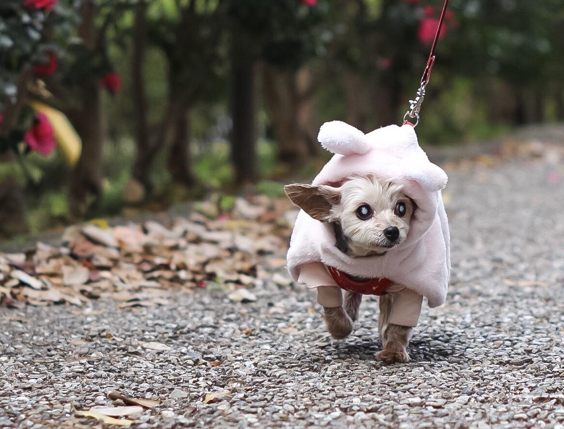 わんにゃんサイトの犬の写真