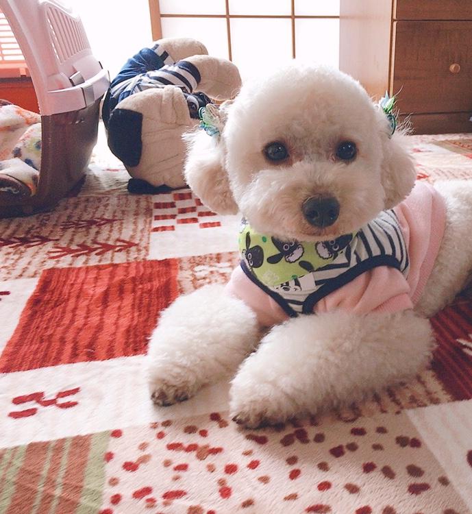 わんにゃんサイトの犬の写真