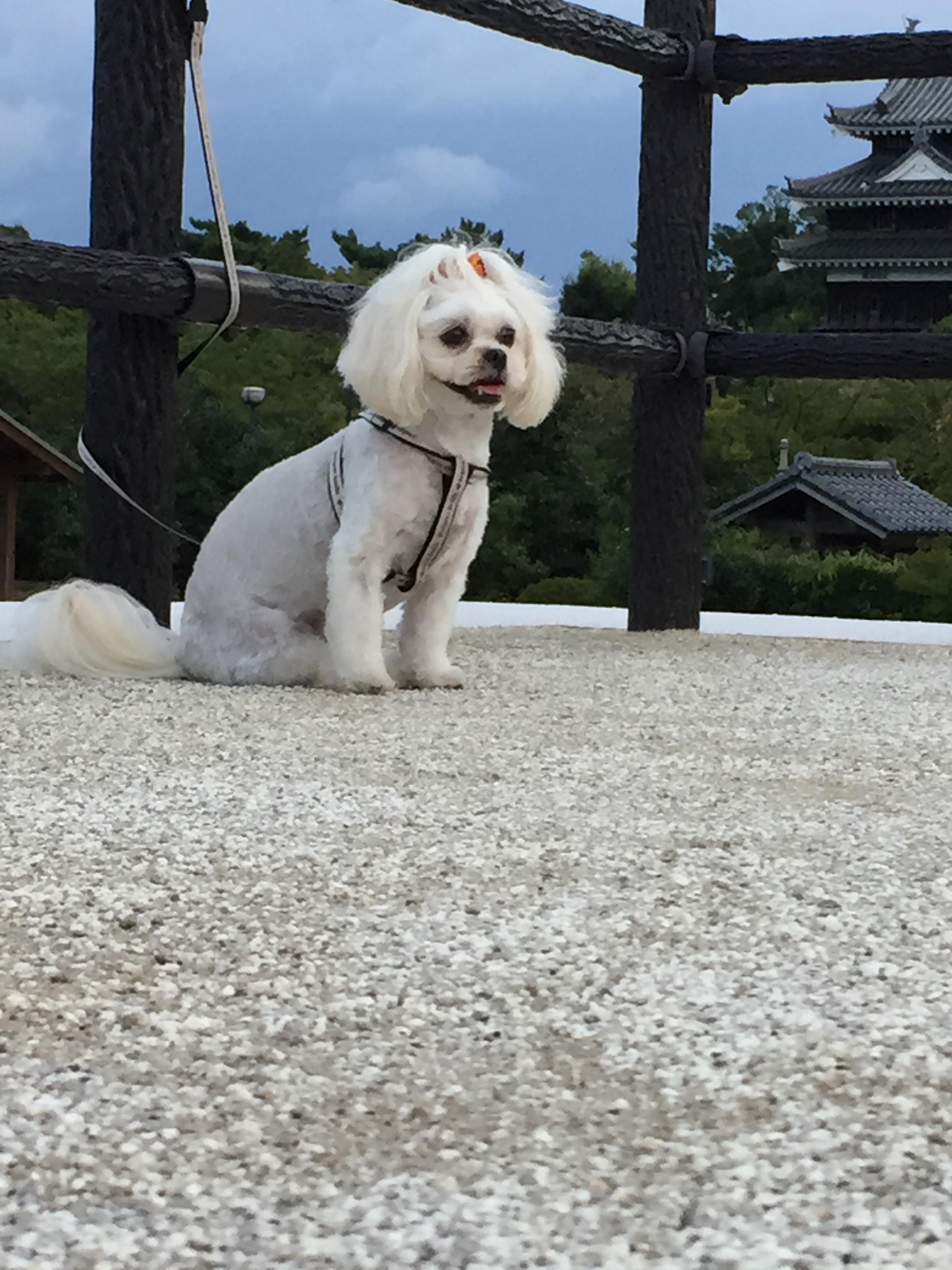 わんにゃんサイトの犬の写真