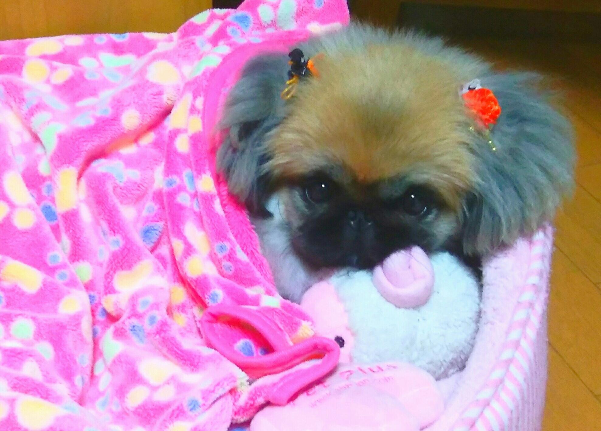 わんにゃんサイトの犬の写真