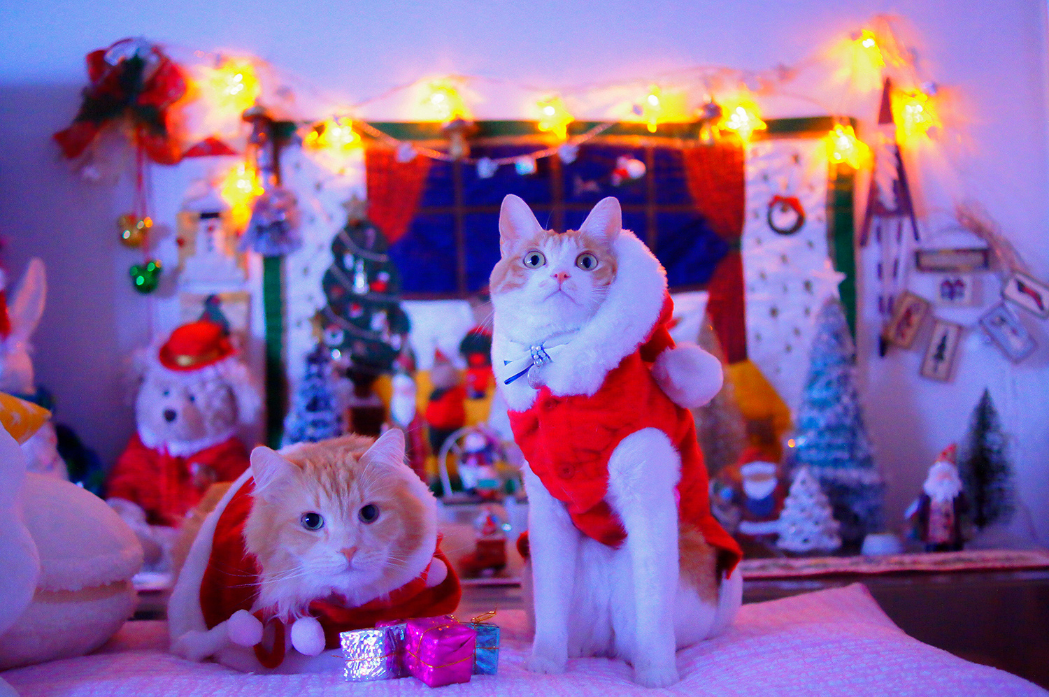 わんにゃんサイトの猫の写真