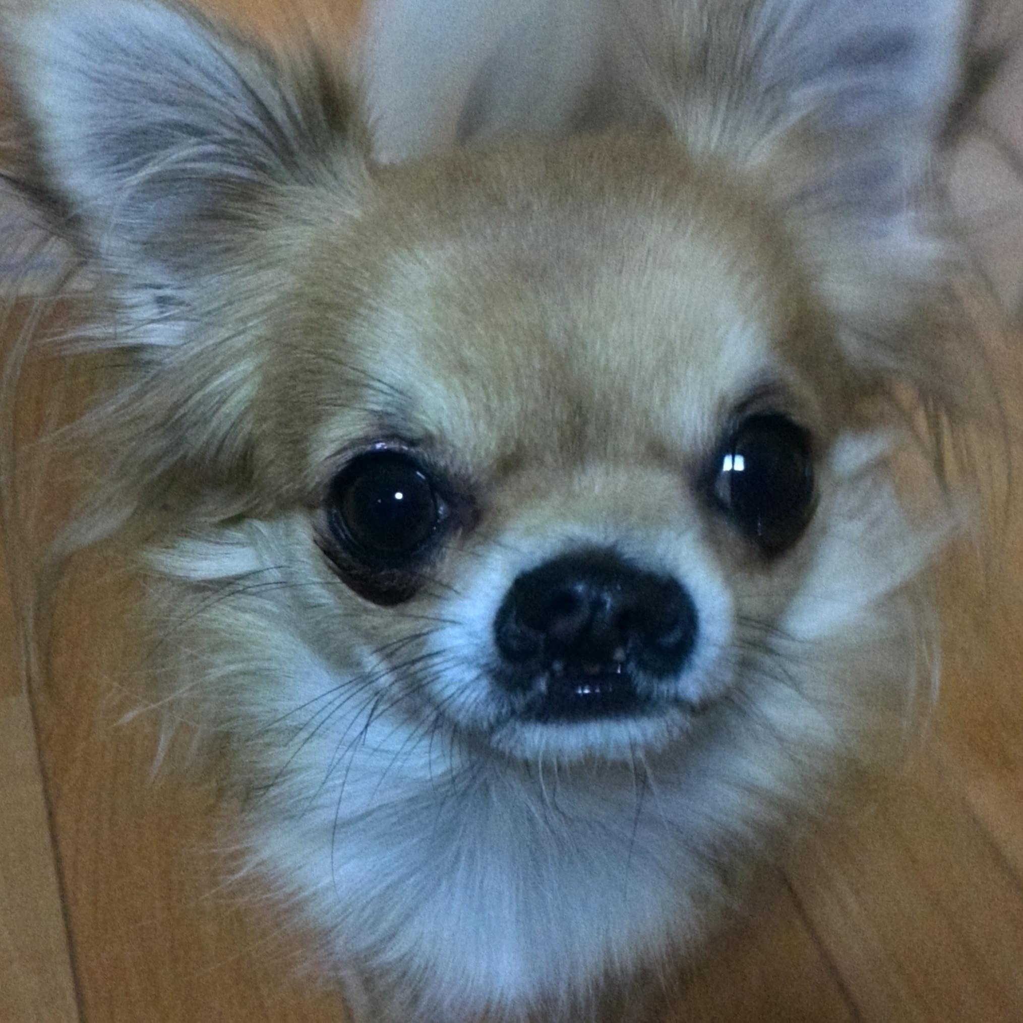 わんにゃんサイトの犬の写真