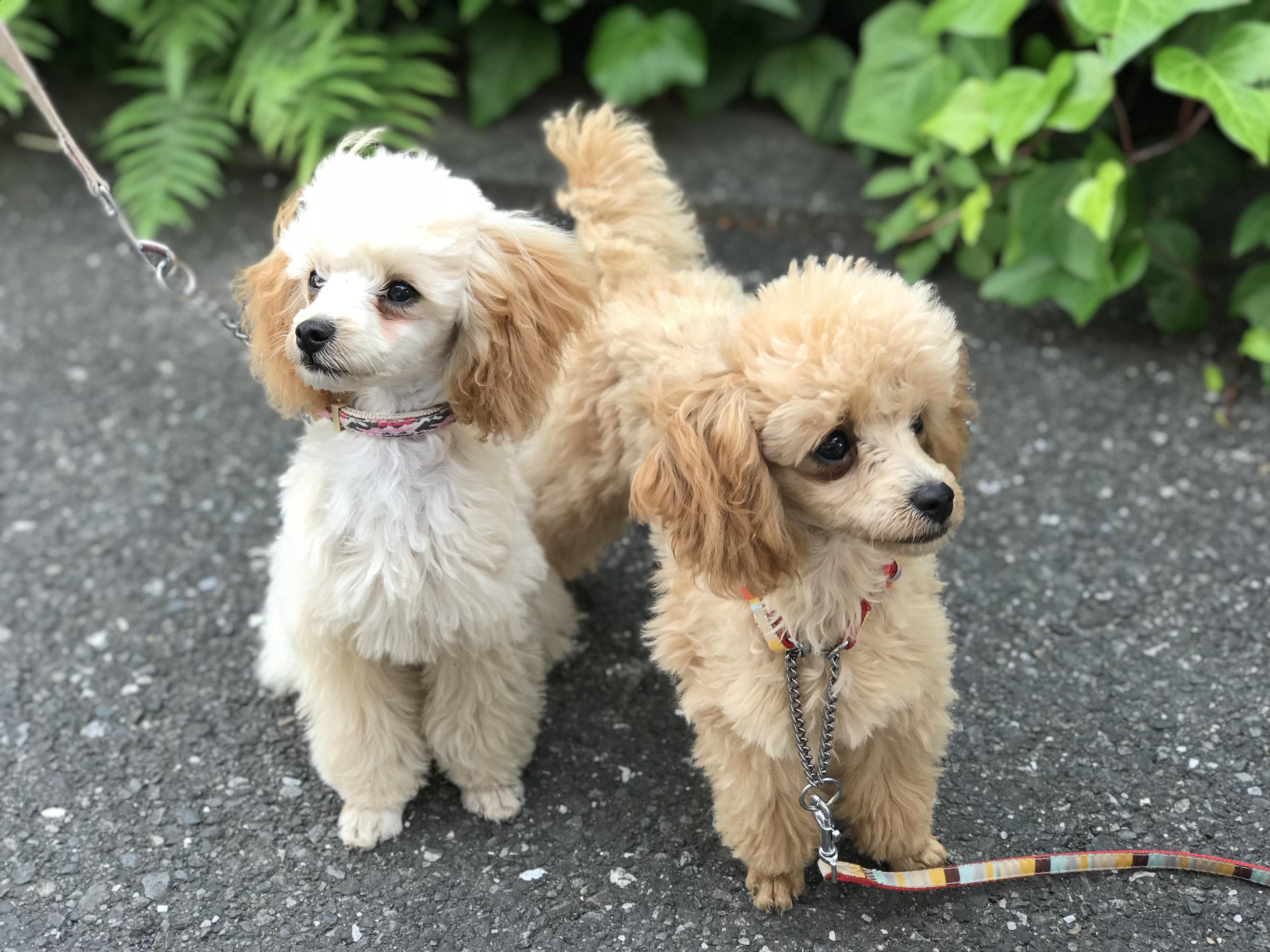 わんにゃんサイトの犬の写真