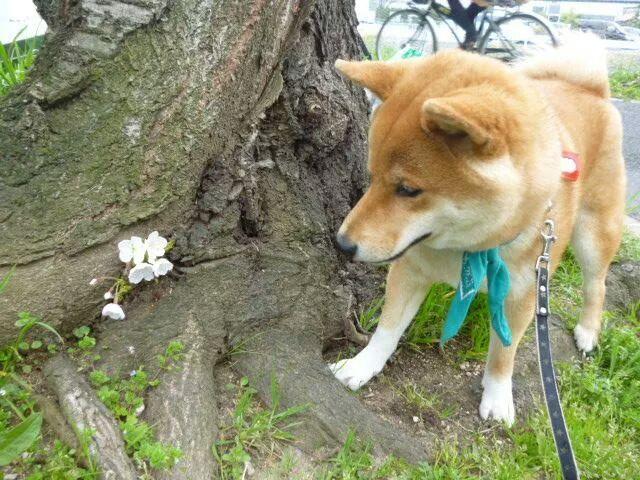 わんにゃんサイトの犬の写真