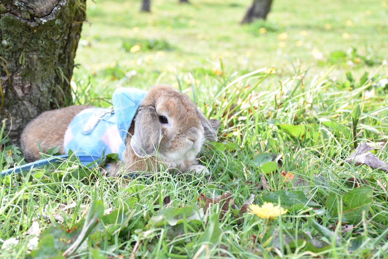 わんにゃんサイトのその他の写真