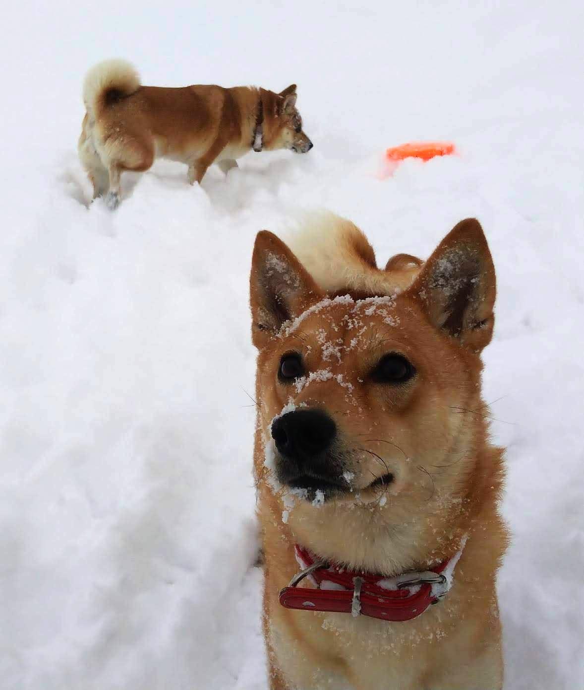 わんにゃんサイトの犬の写真