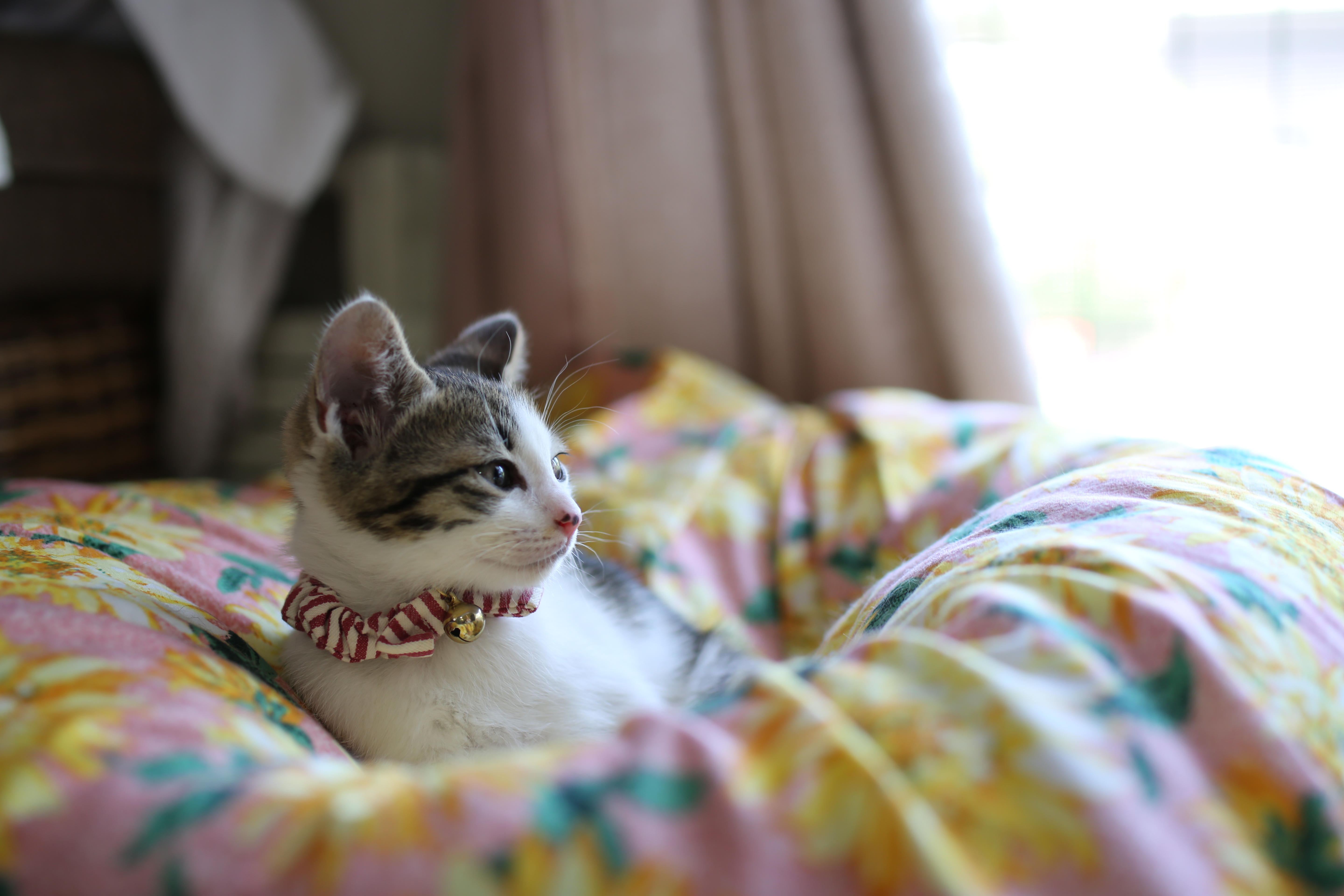 わんにゃんサイトの猫の写真