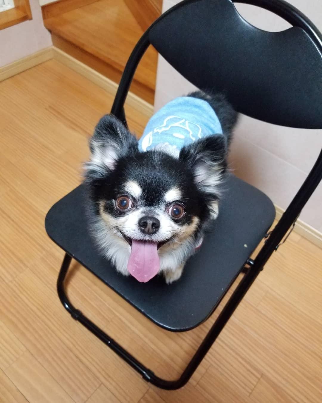 わんにゃんサイトの犬の写真