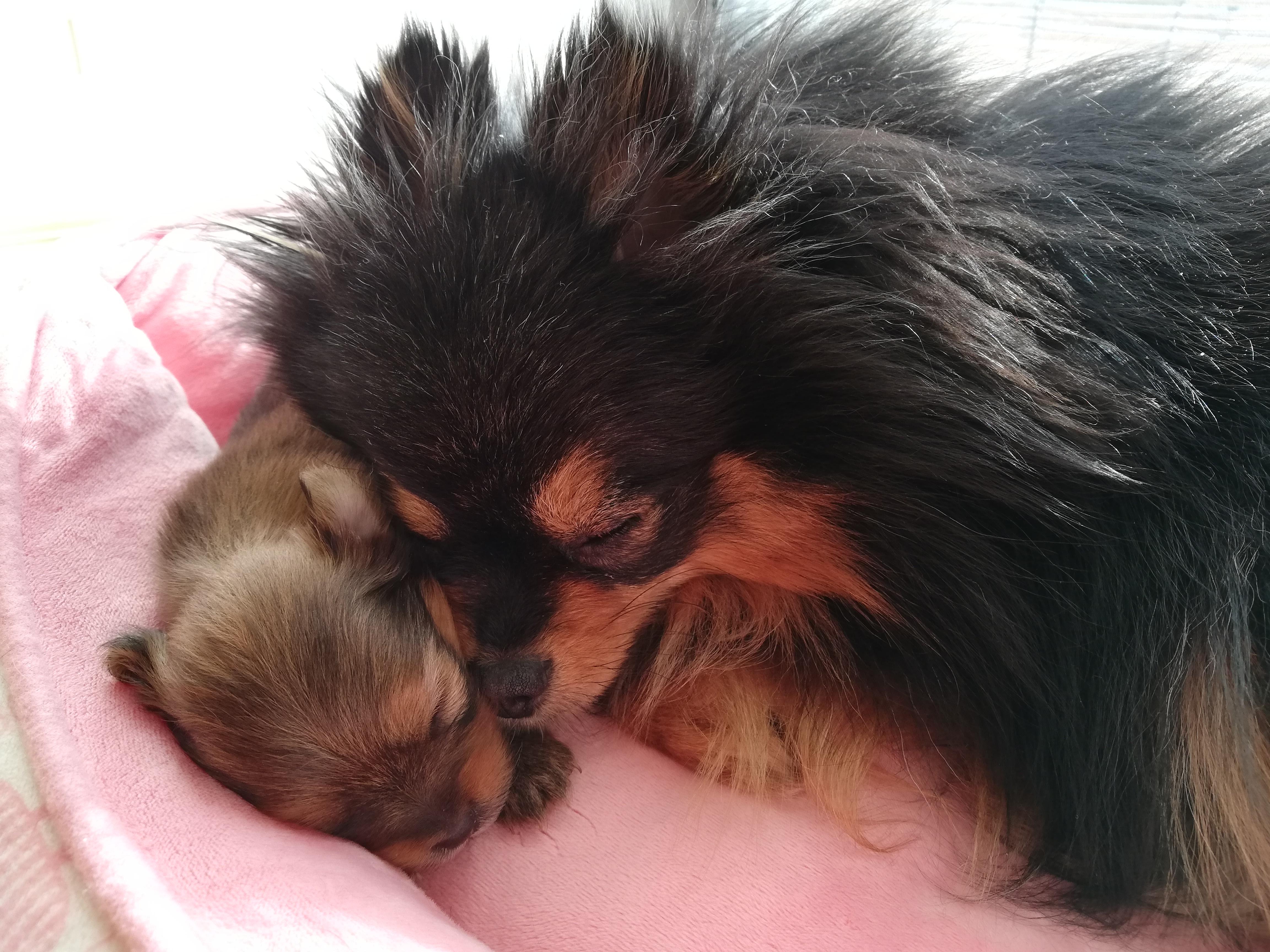 わんにゃんサイトの犬の写真