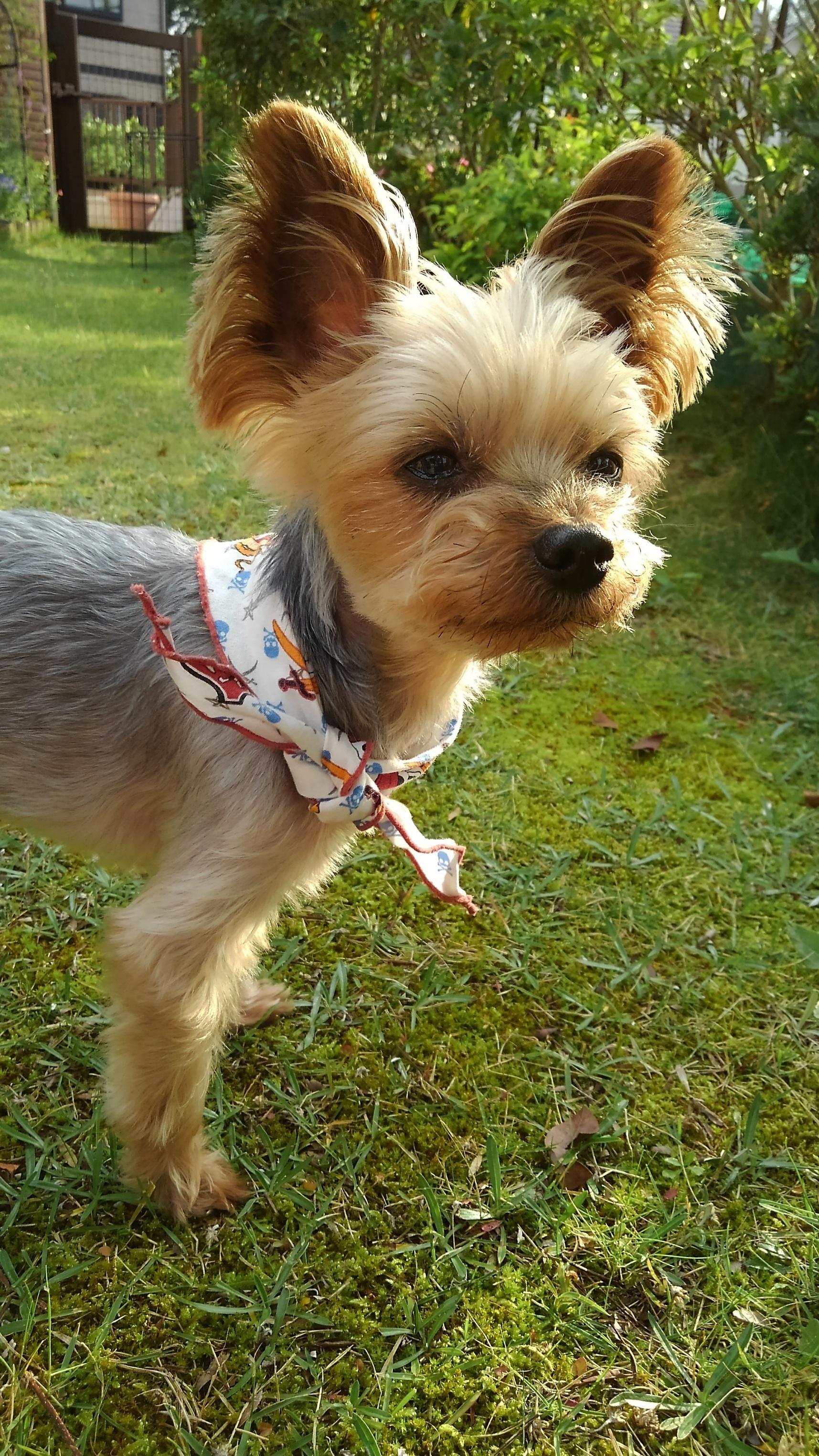 わんにゃんサイトの犬の写真