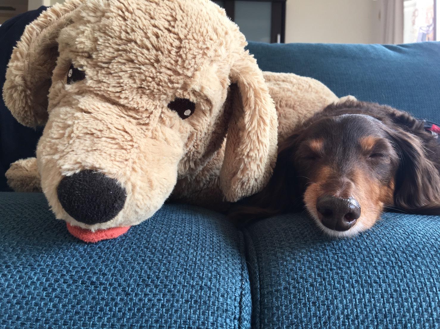 わんにゃんサイトの犬の写真