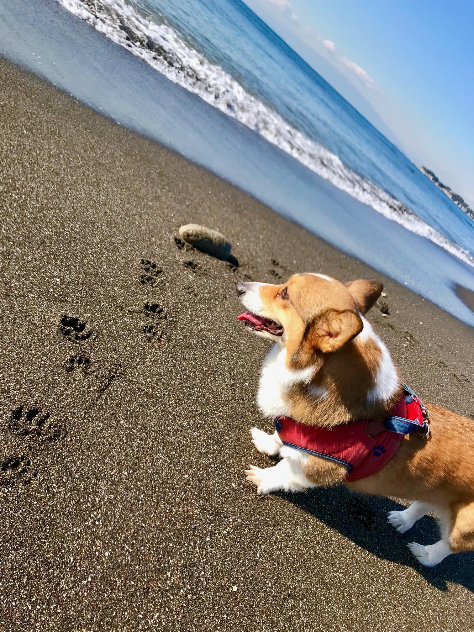 わんにゃんサイトの犬の写真