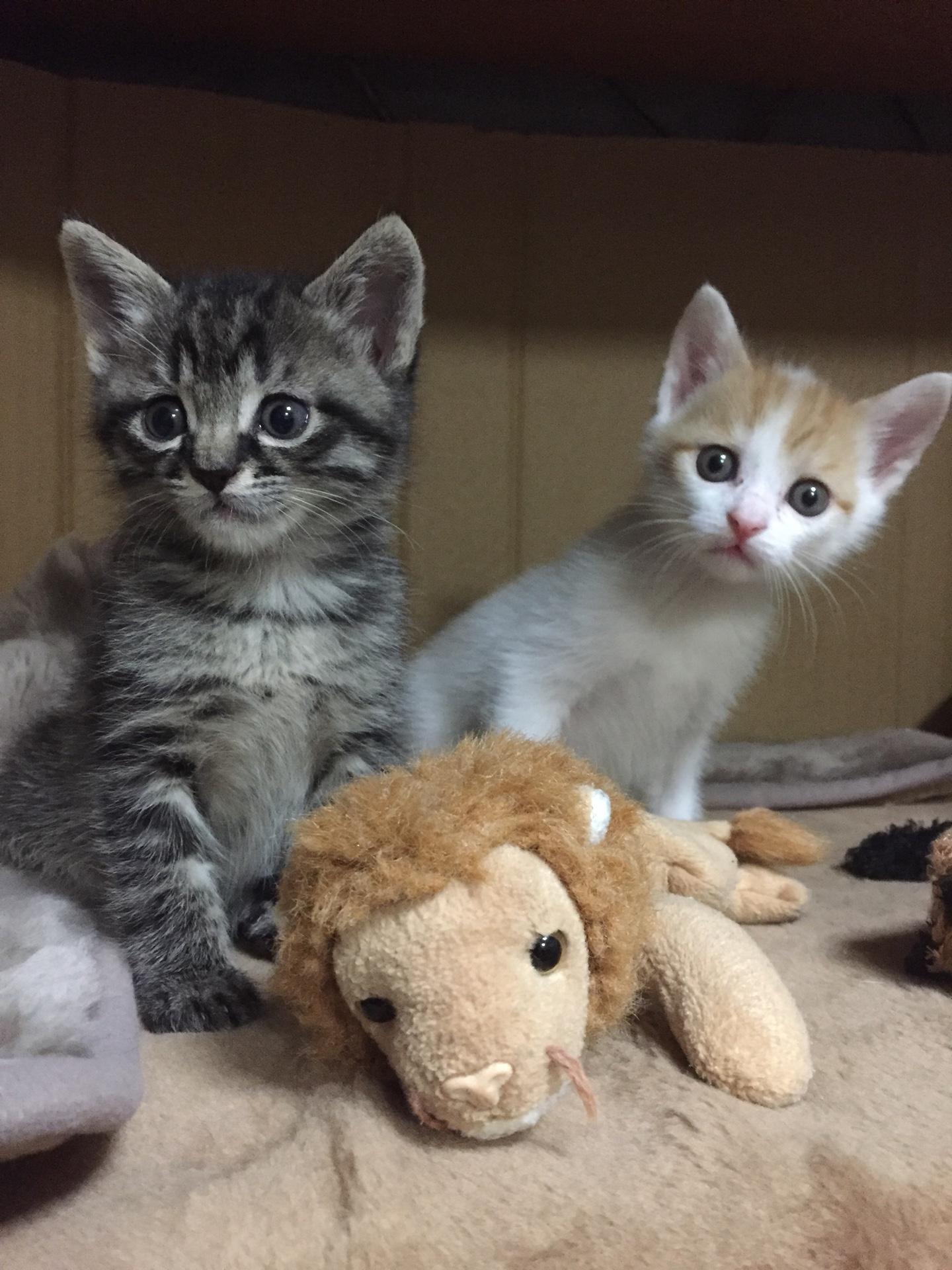 わんにゃんサイトの猫の写真