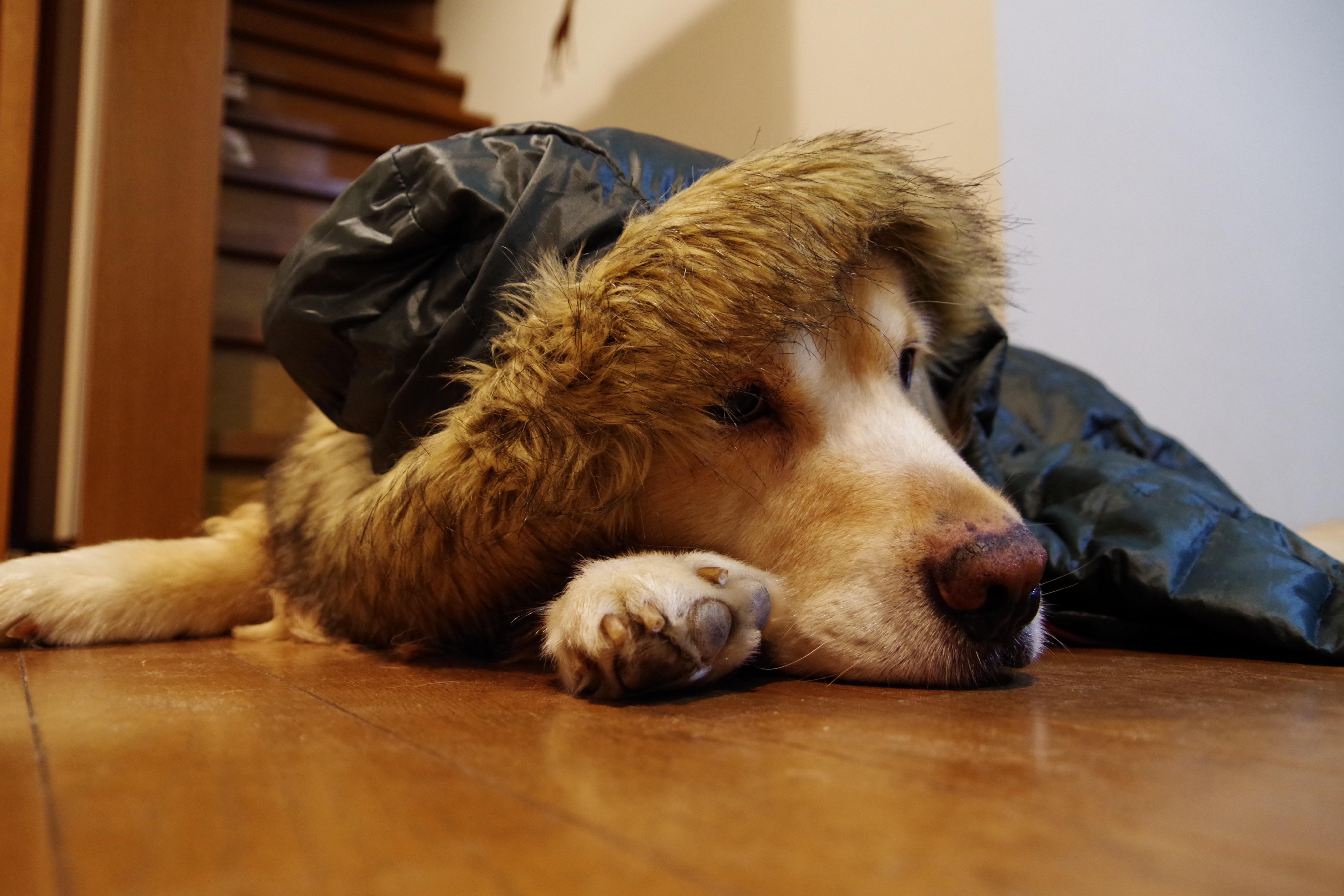 わんにゃんサイトの犬の写真