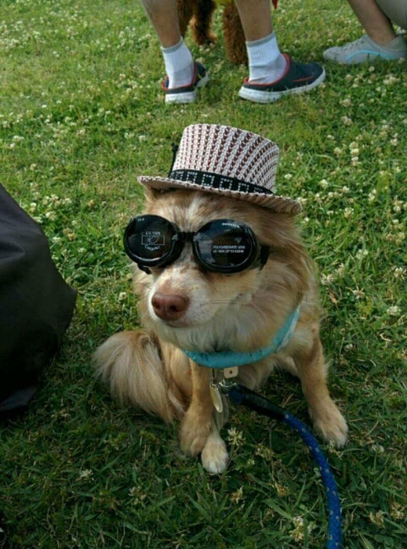 わんにゃんサイトの犬の写真