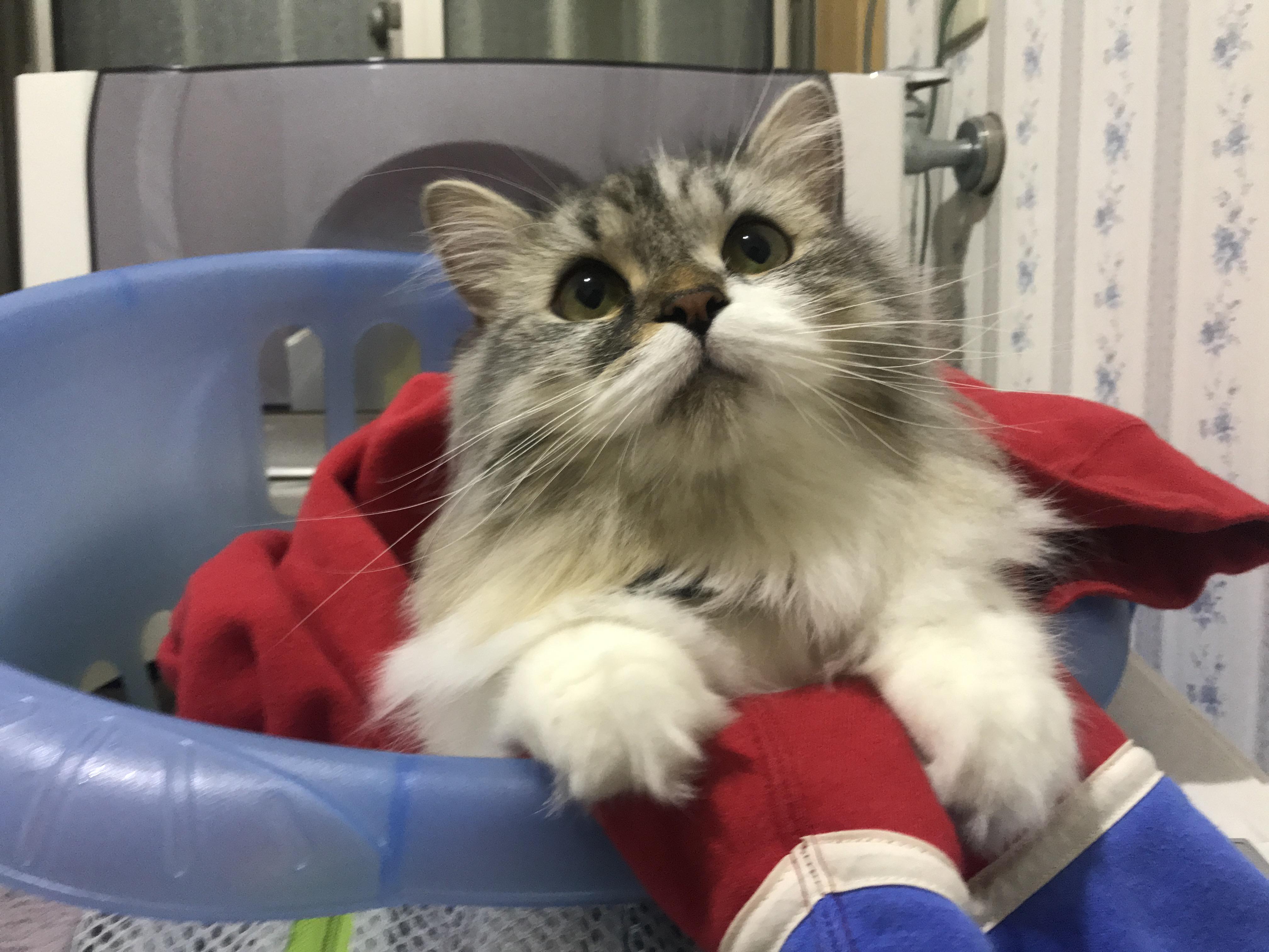 わんにゃんサイトの猫の写真