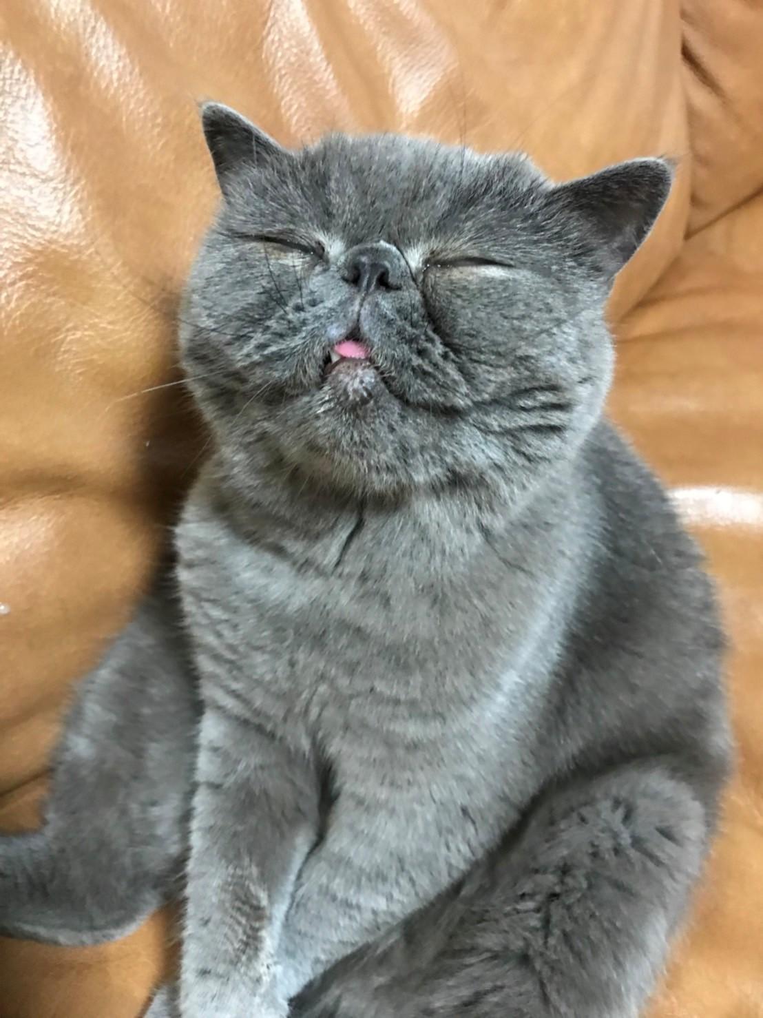 わんにゃんサイトの猫の写真