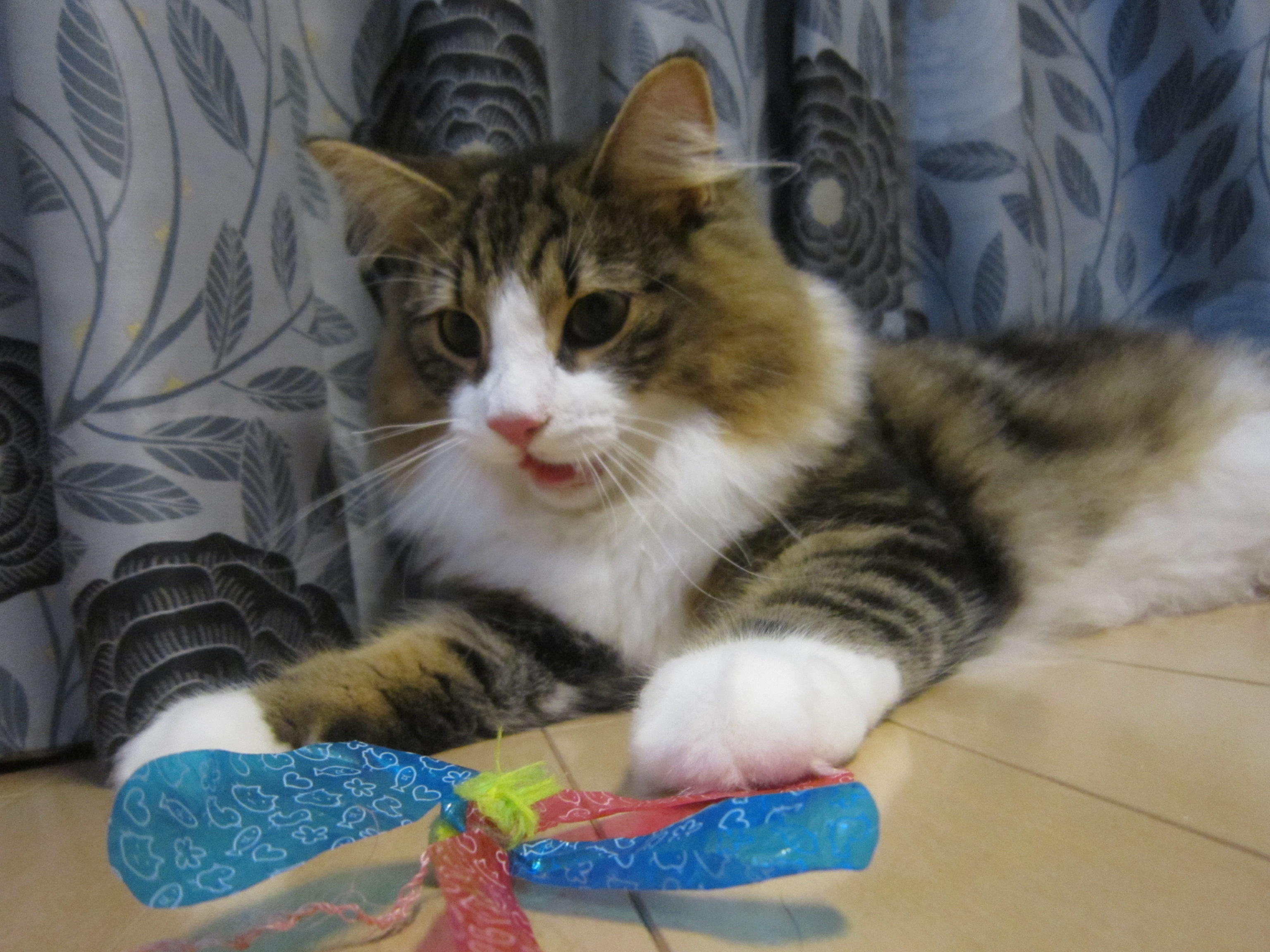 わんにゃんサイトの猫の写真